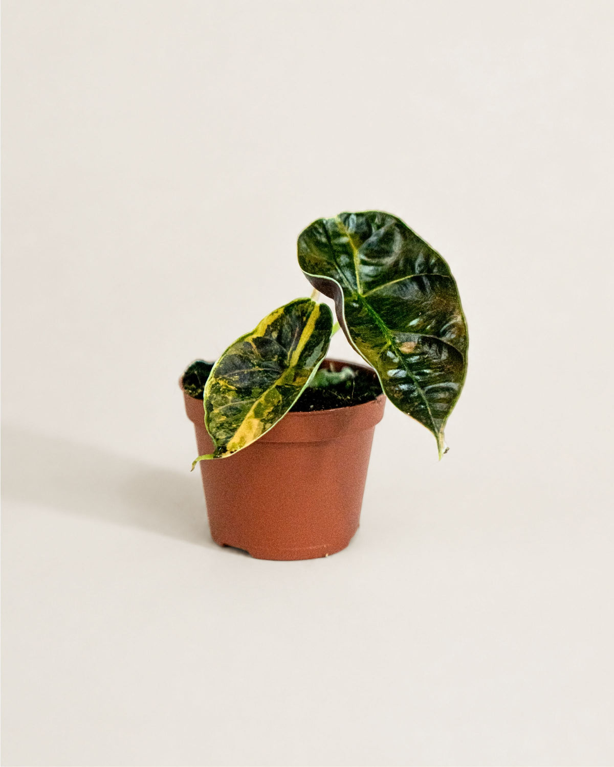 Alocasia Azlanii Aurea