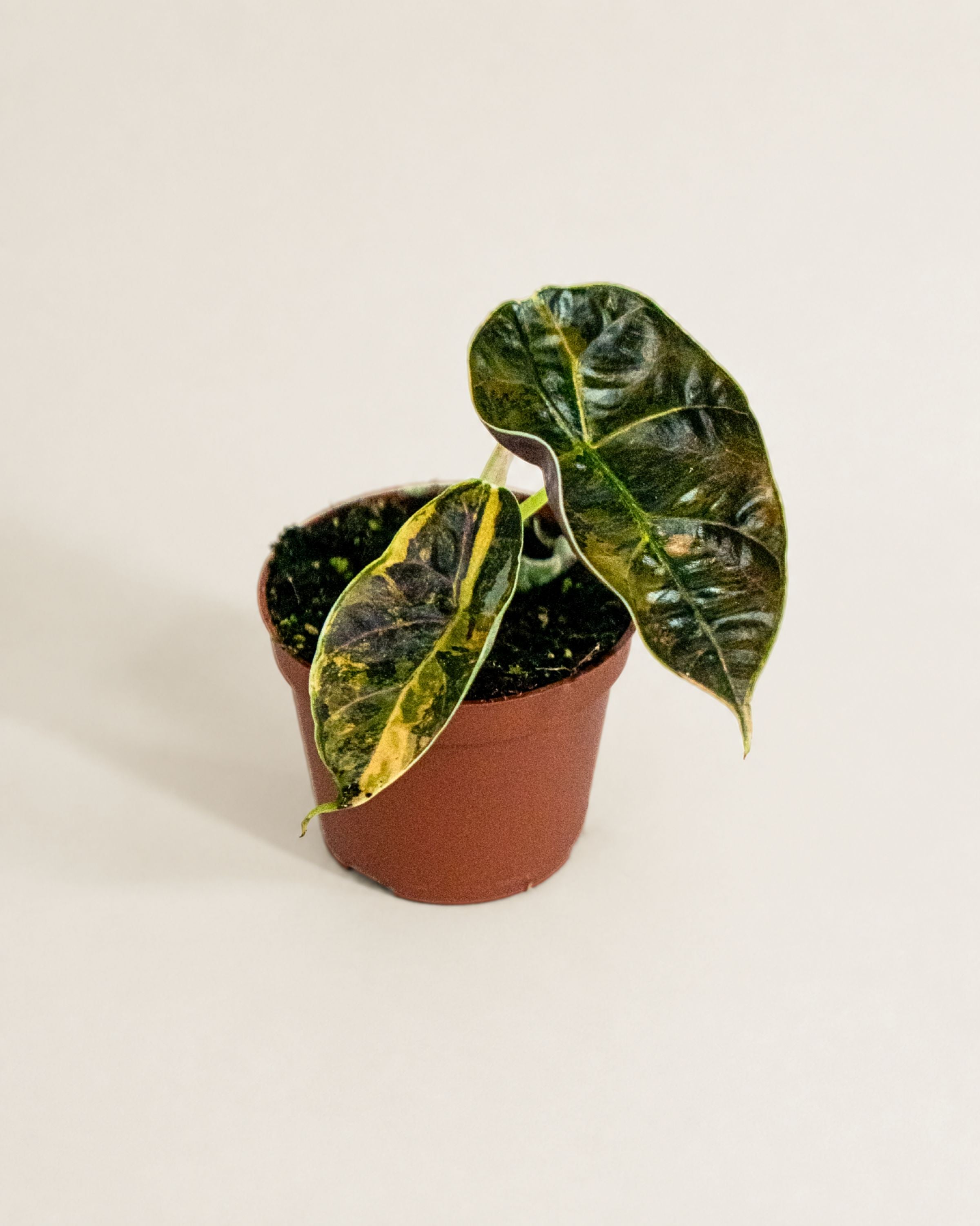 Alocasia Azlanii Aurea | Variegated Alocasia