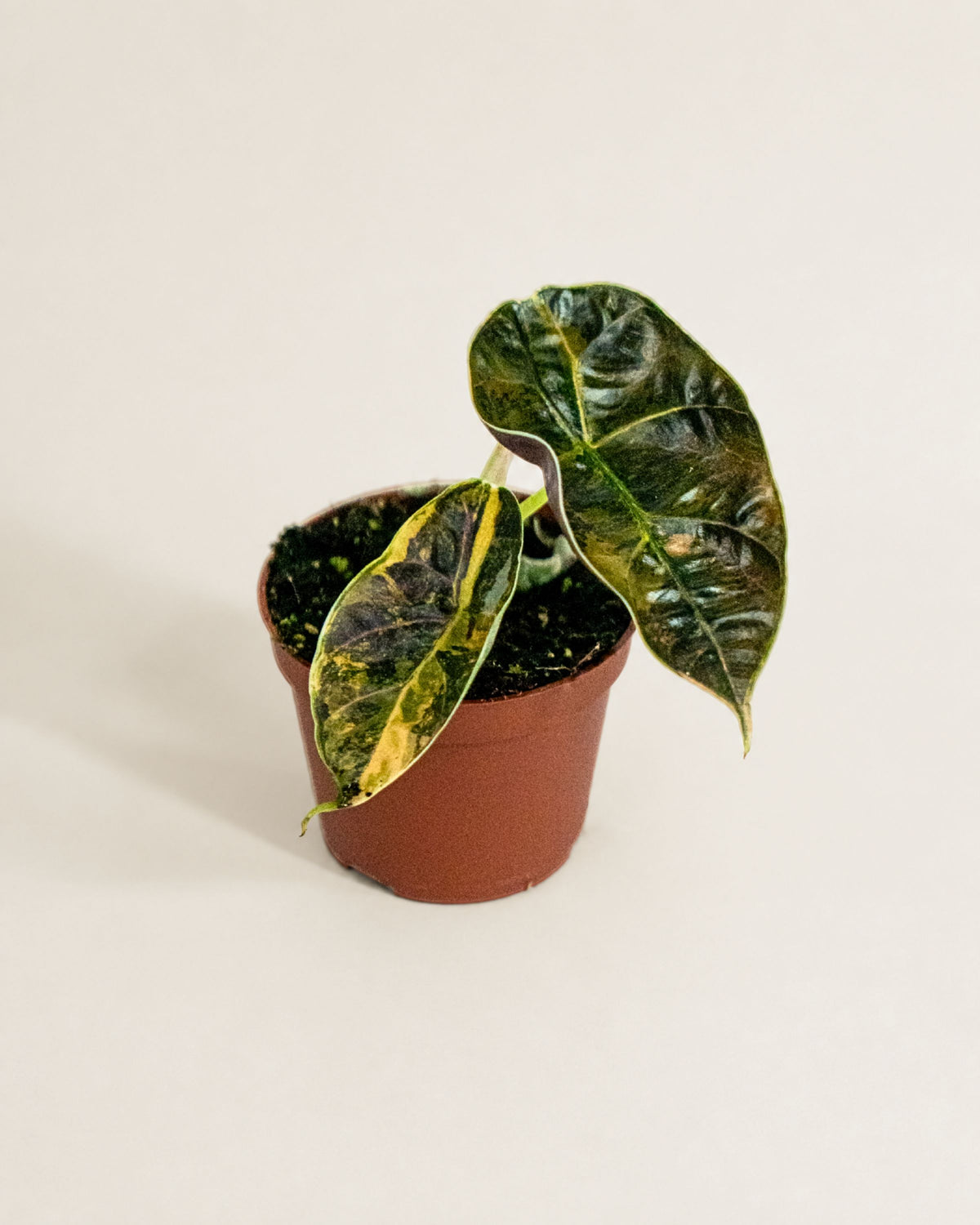 Alocasia Azlanii Aurea