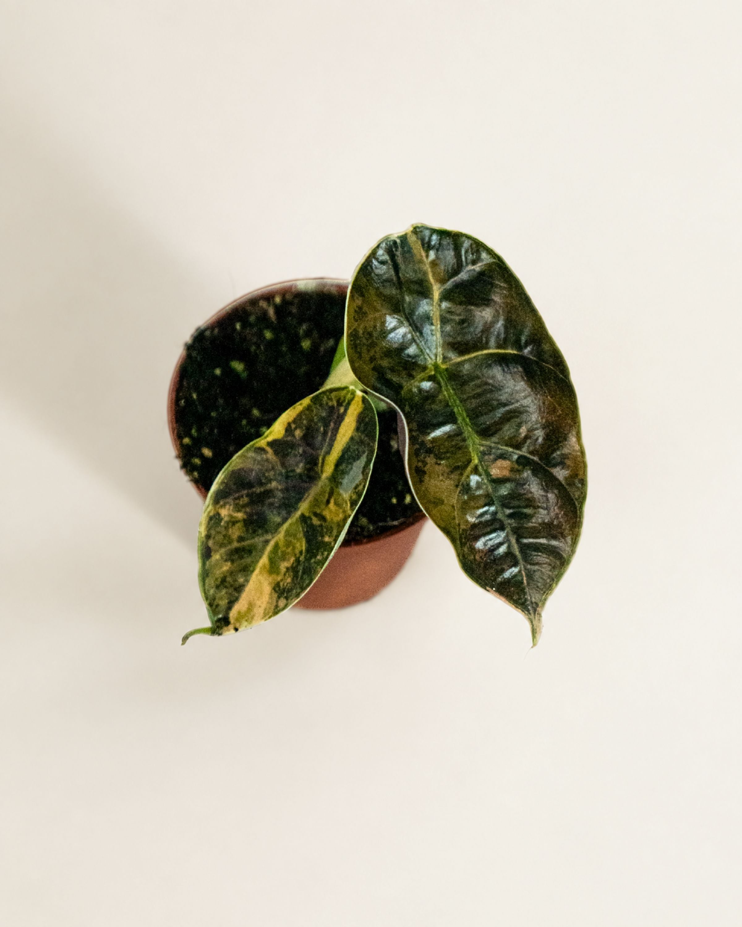Alocasia Azlanii Aurea | Variegated Alocasia