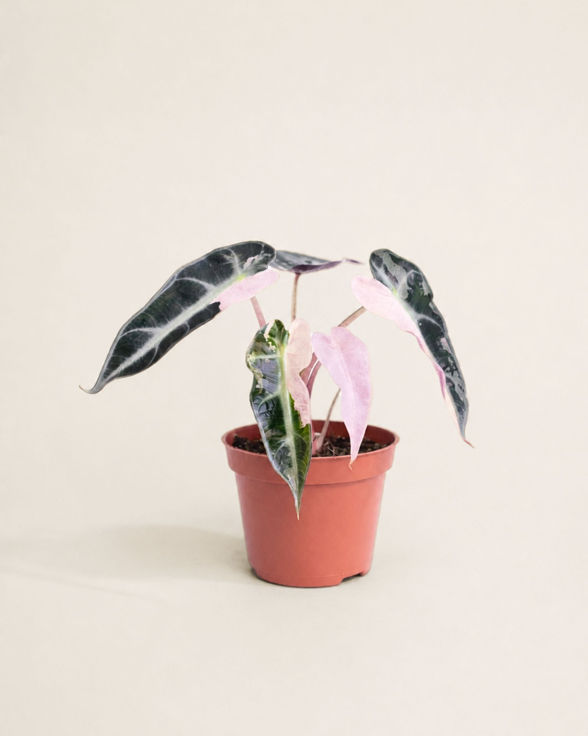 Alocasia Bambino Pink