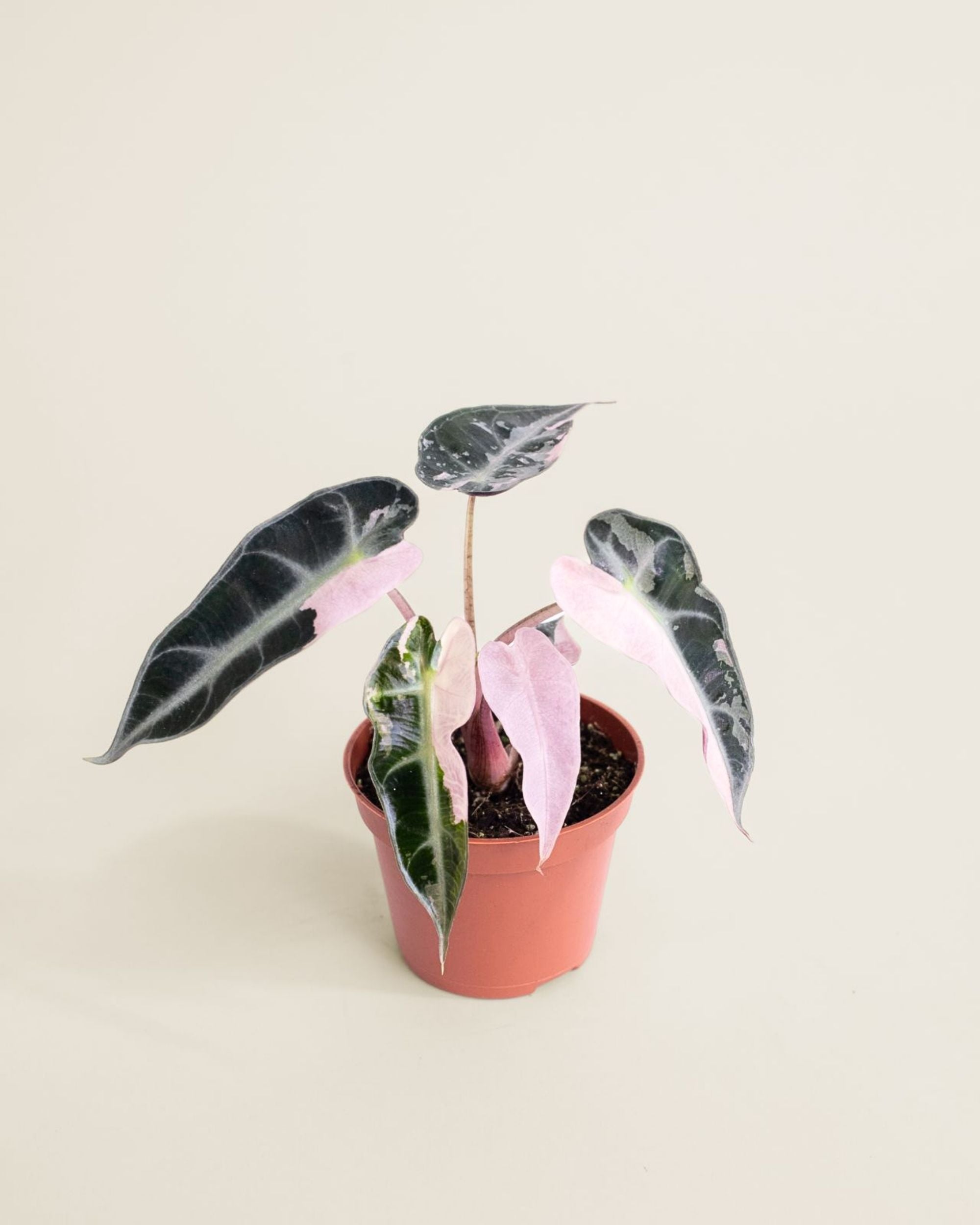 Alocasia Bambino Pink