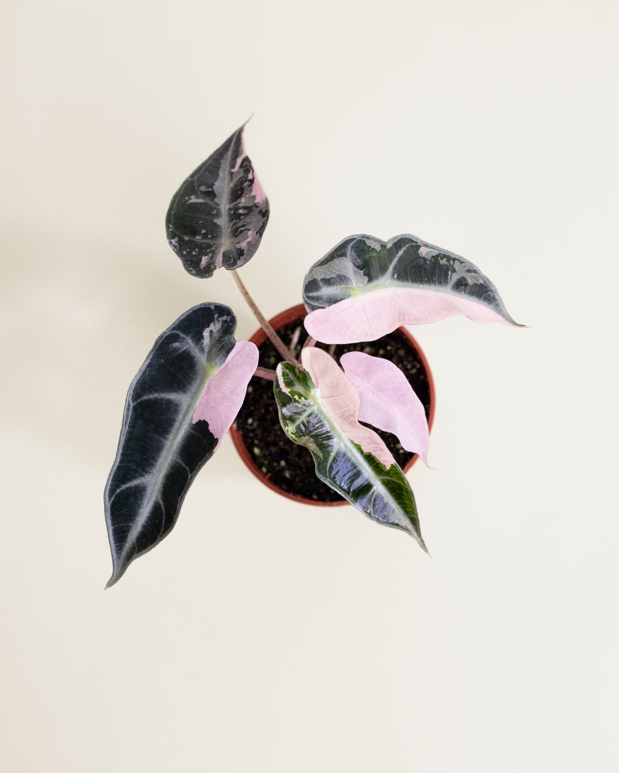 Alocasia Bambino Pink