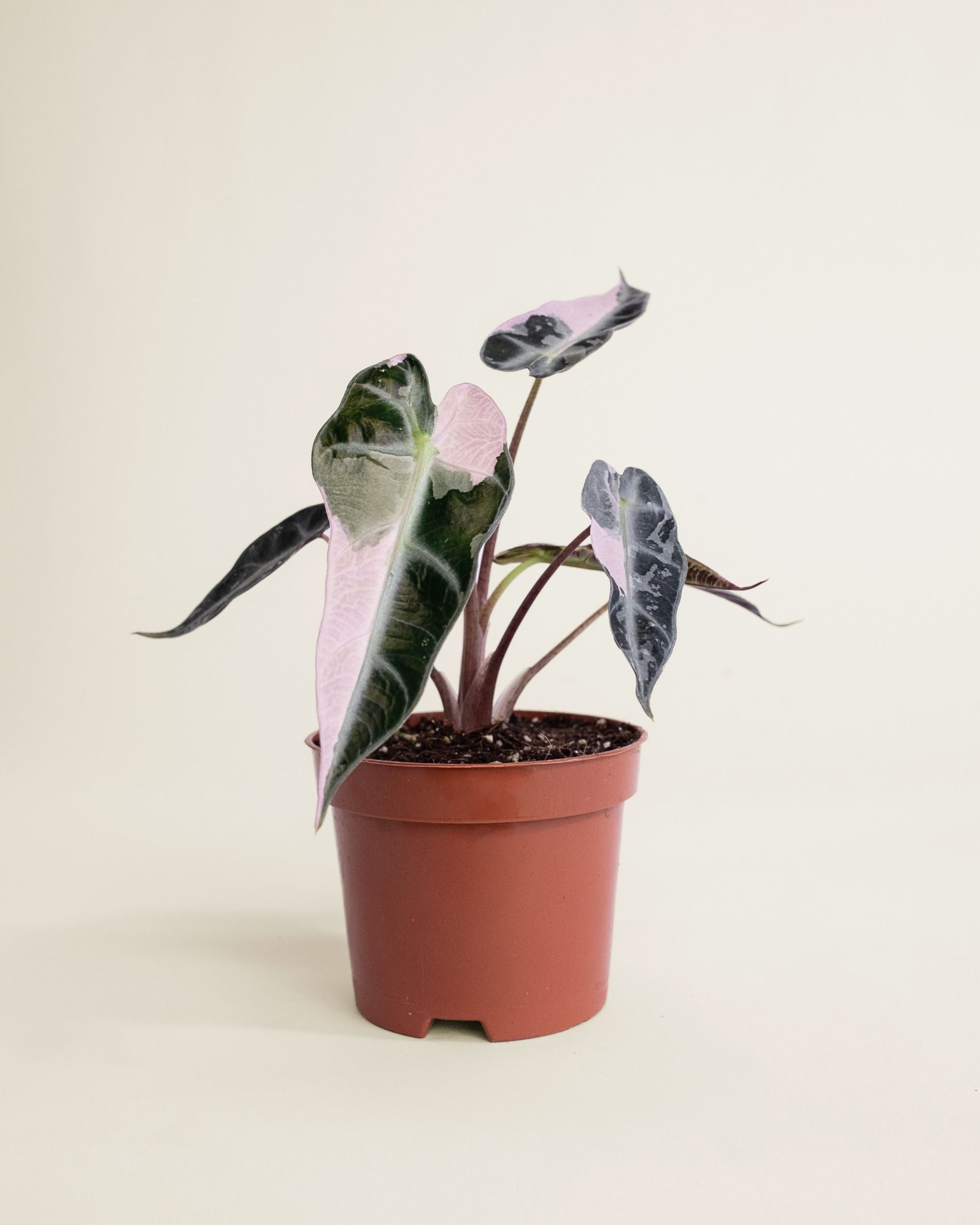 Alocasia Bambino Pink