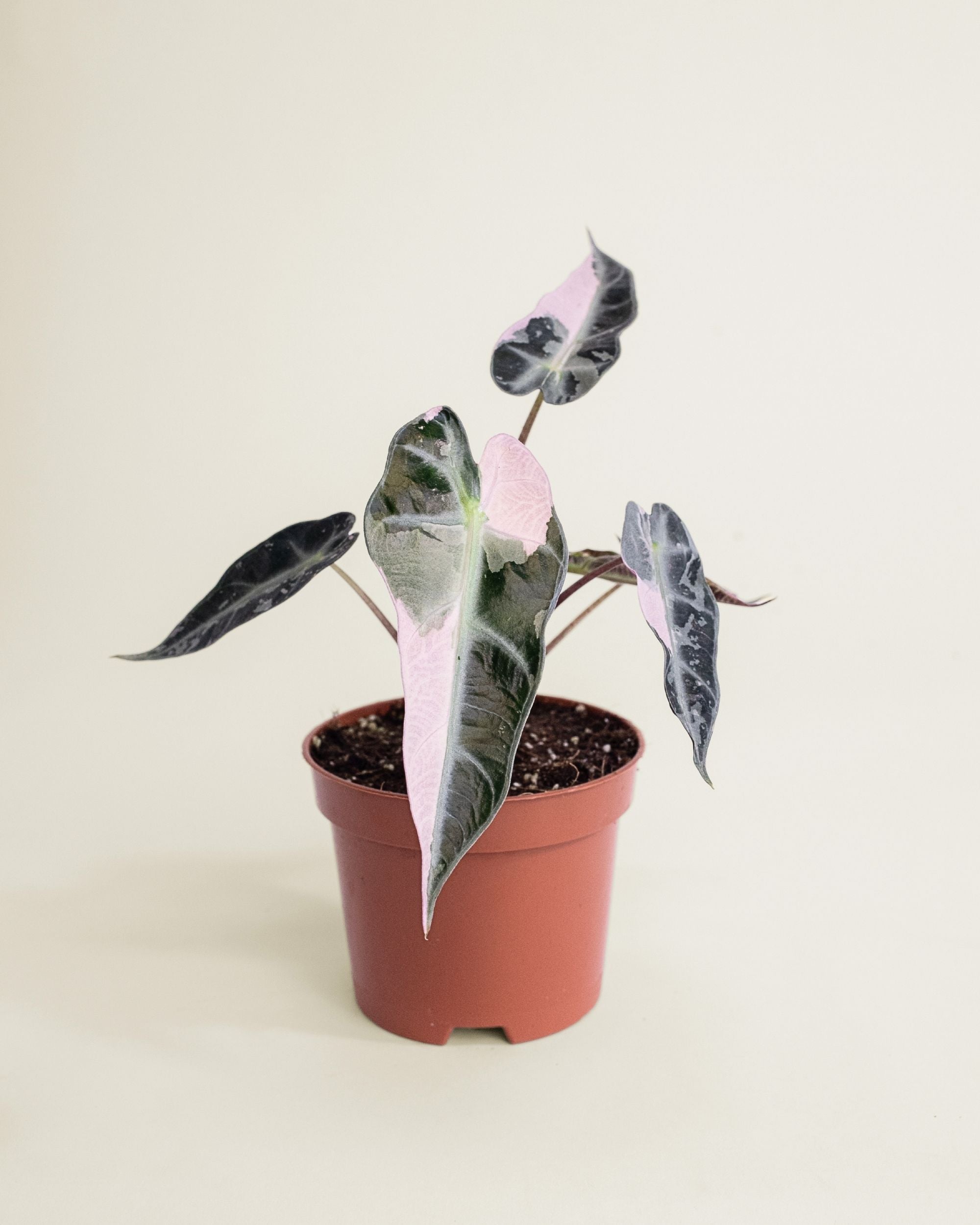 Alocasia Bambino Pink
