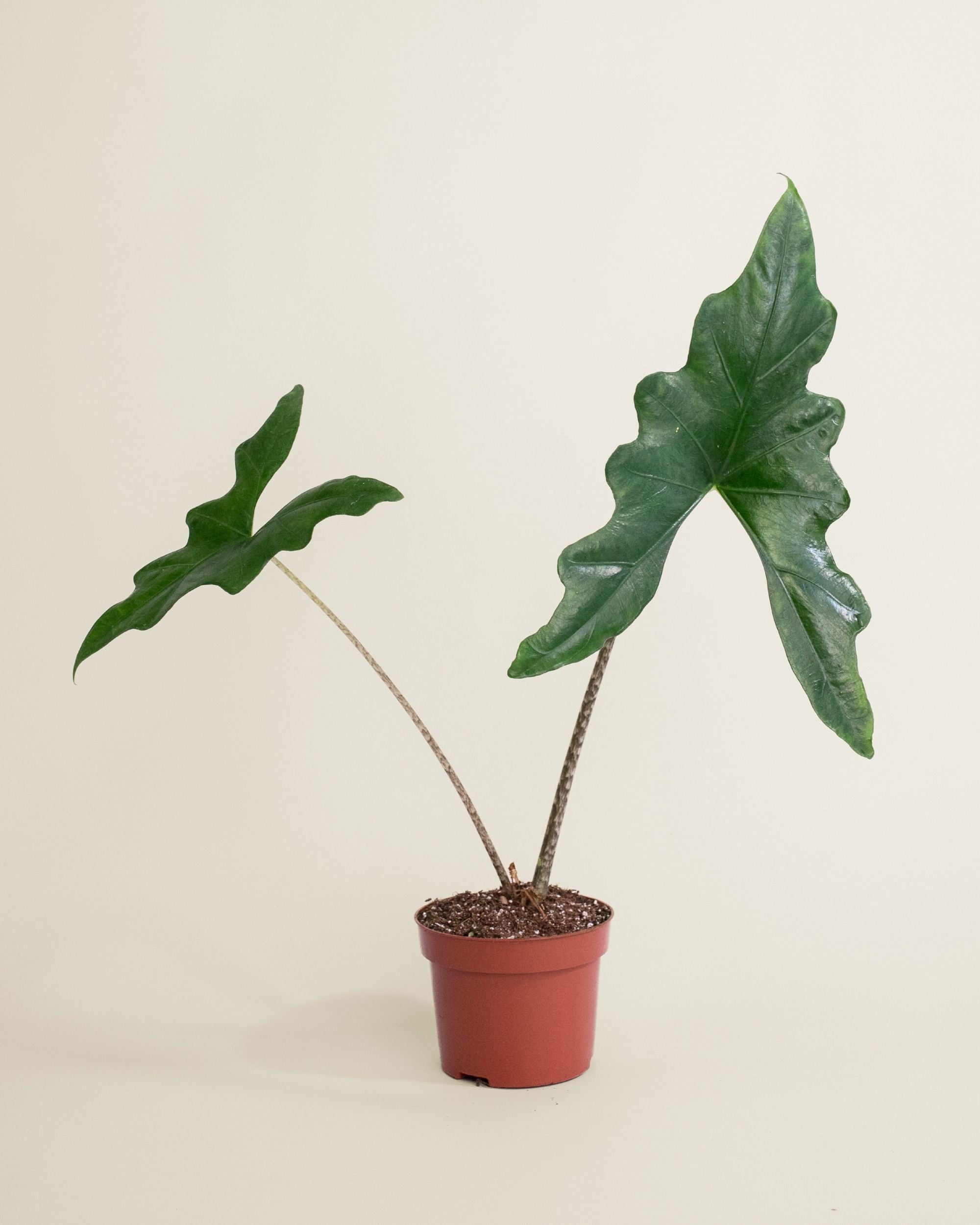Alocasia Batwing
