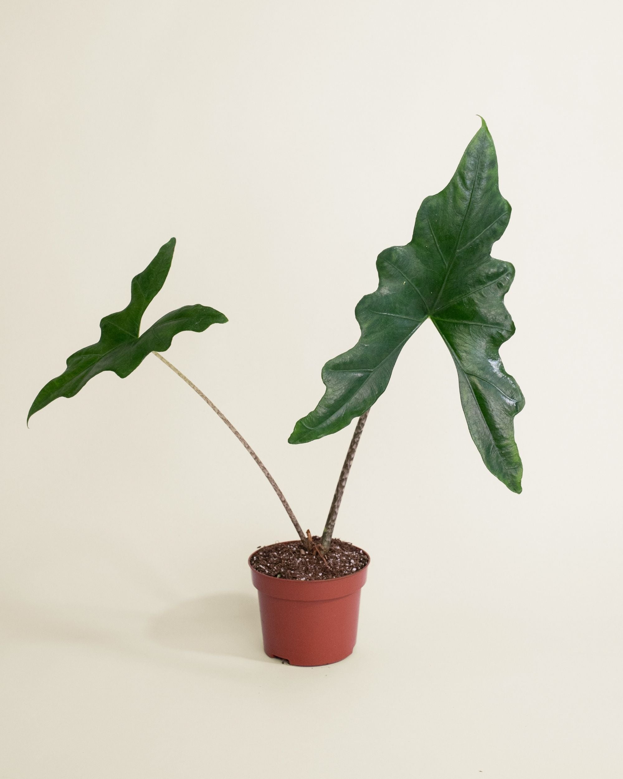 Alocasia Batwing