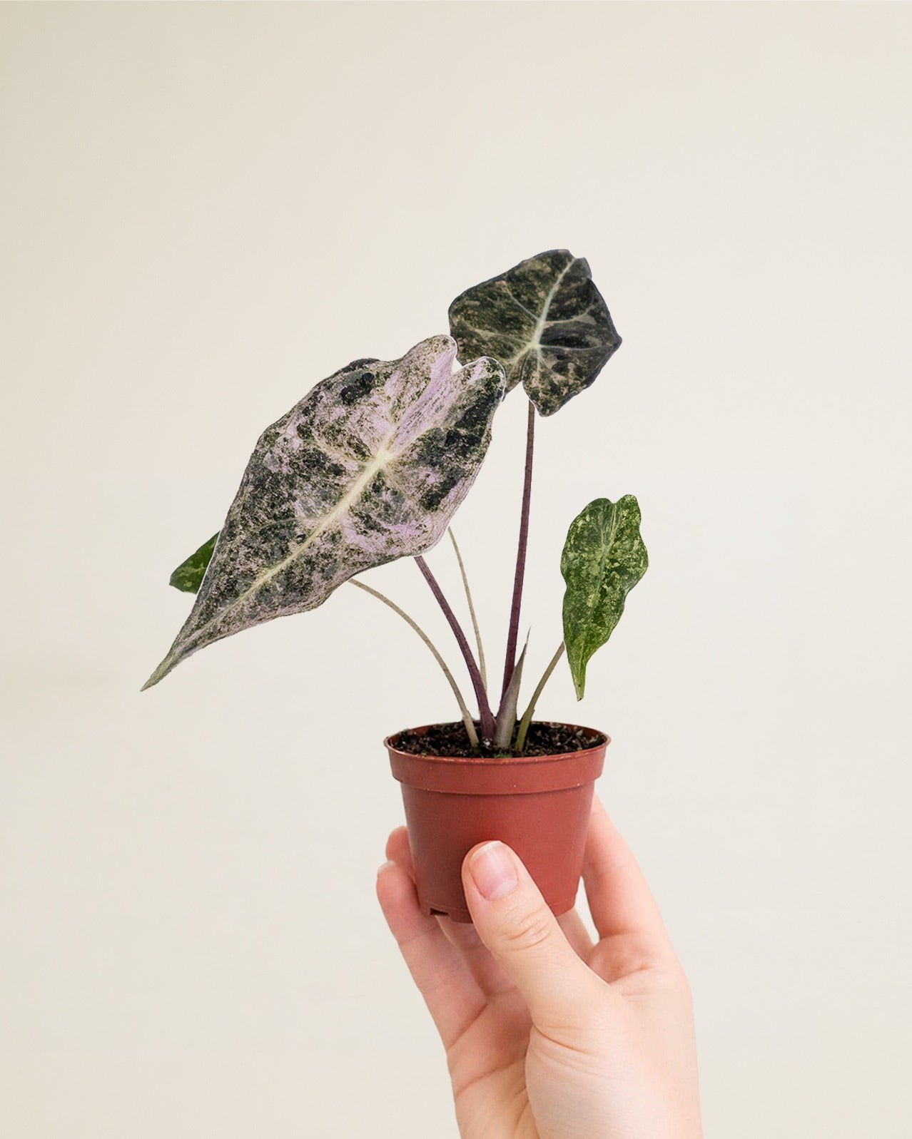 Alocasia Black Satun Stardust
