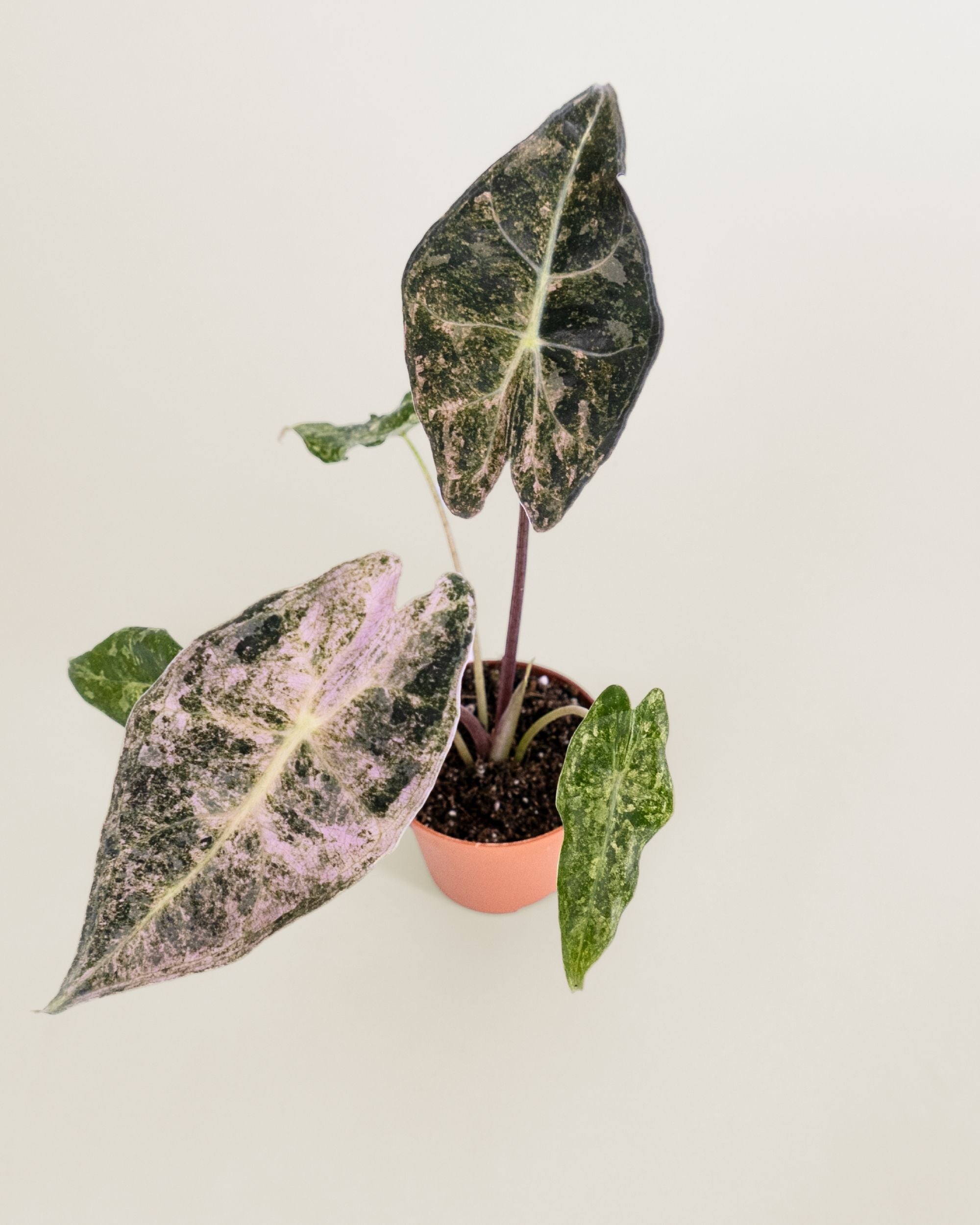 Alocasia Black Satun Stardust
