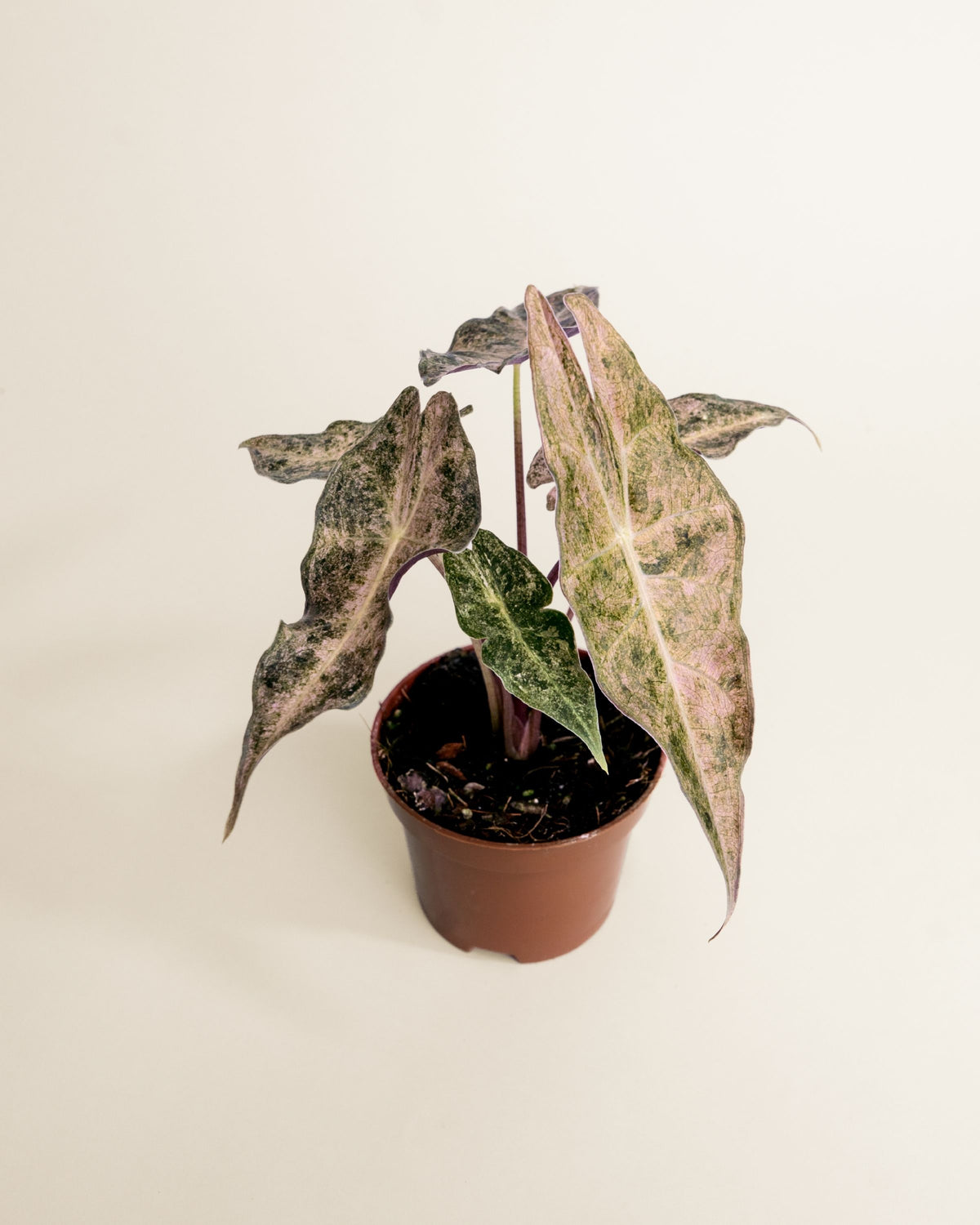 Alocasia Black Satun Stardust