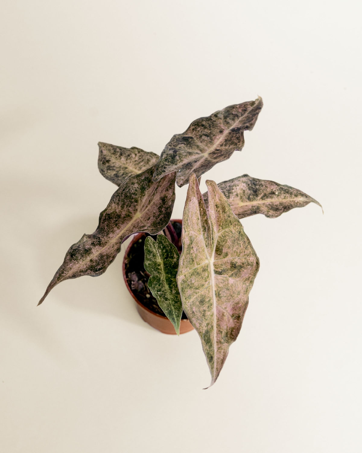 Alocasia Black Satun Stardust