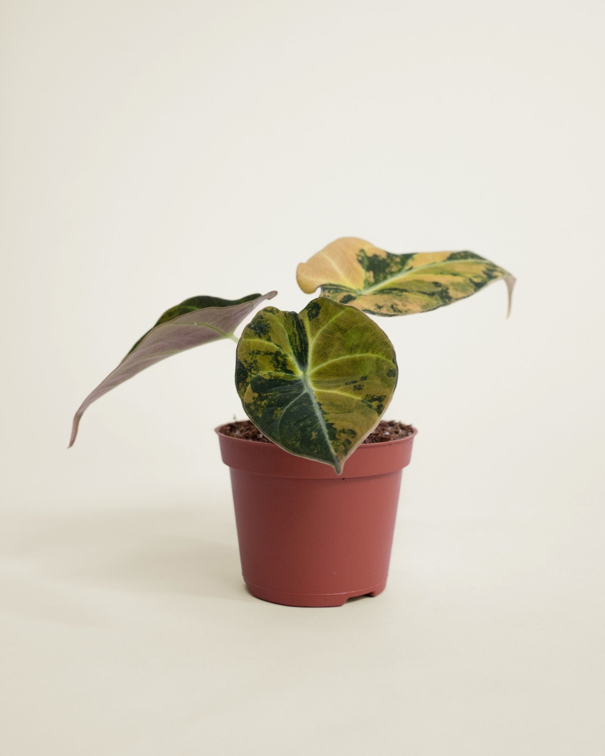 Alocasia Black Velvet Aurea