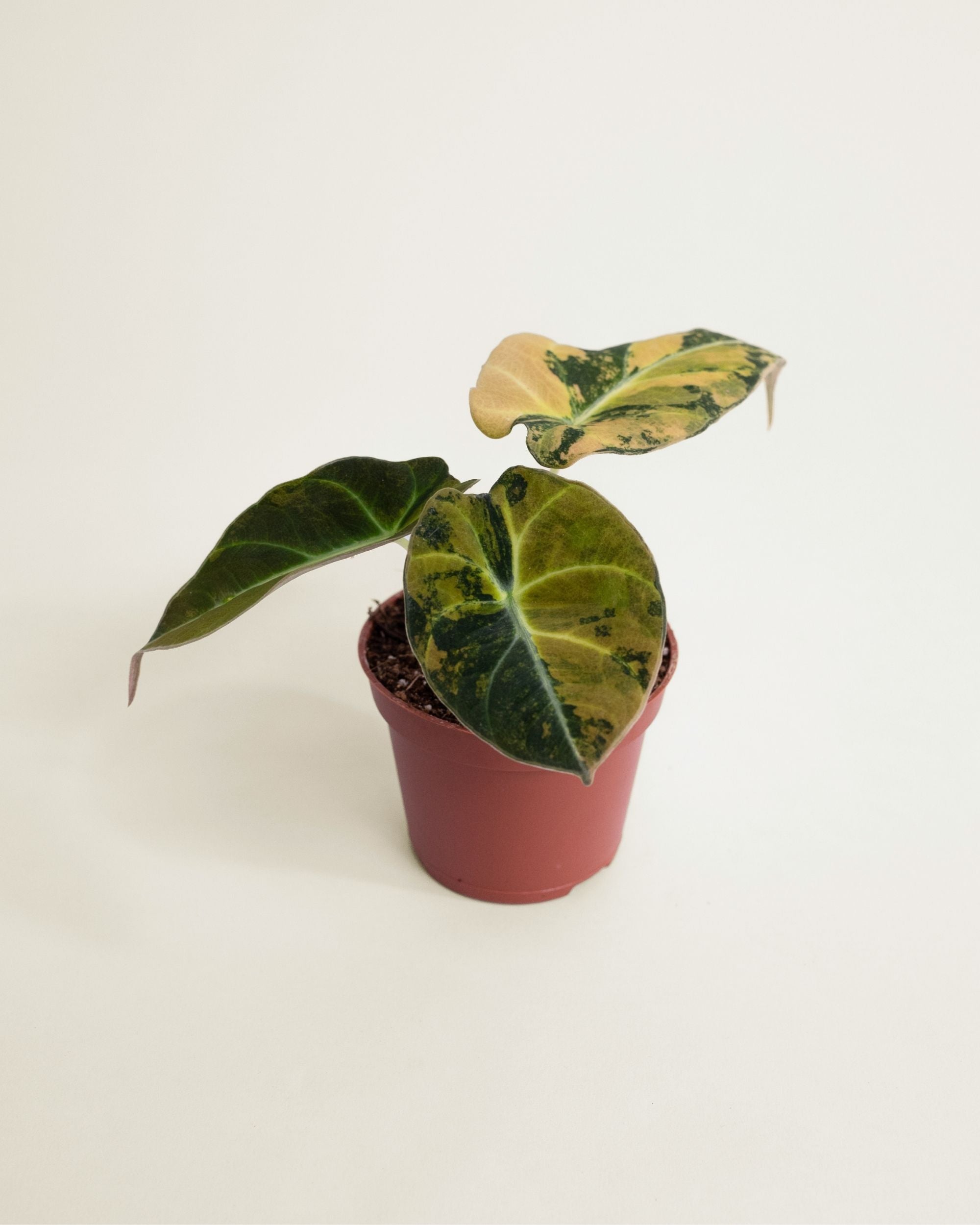 Alocasia Black Velvet Aurea