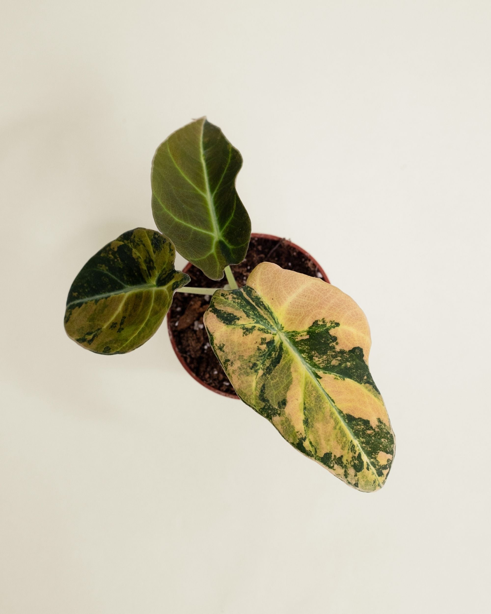 Alocasia Black Velvet Aurea