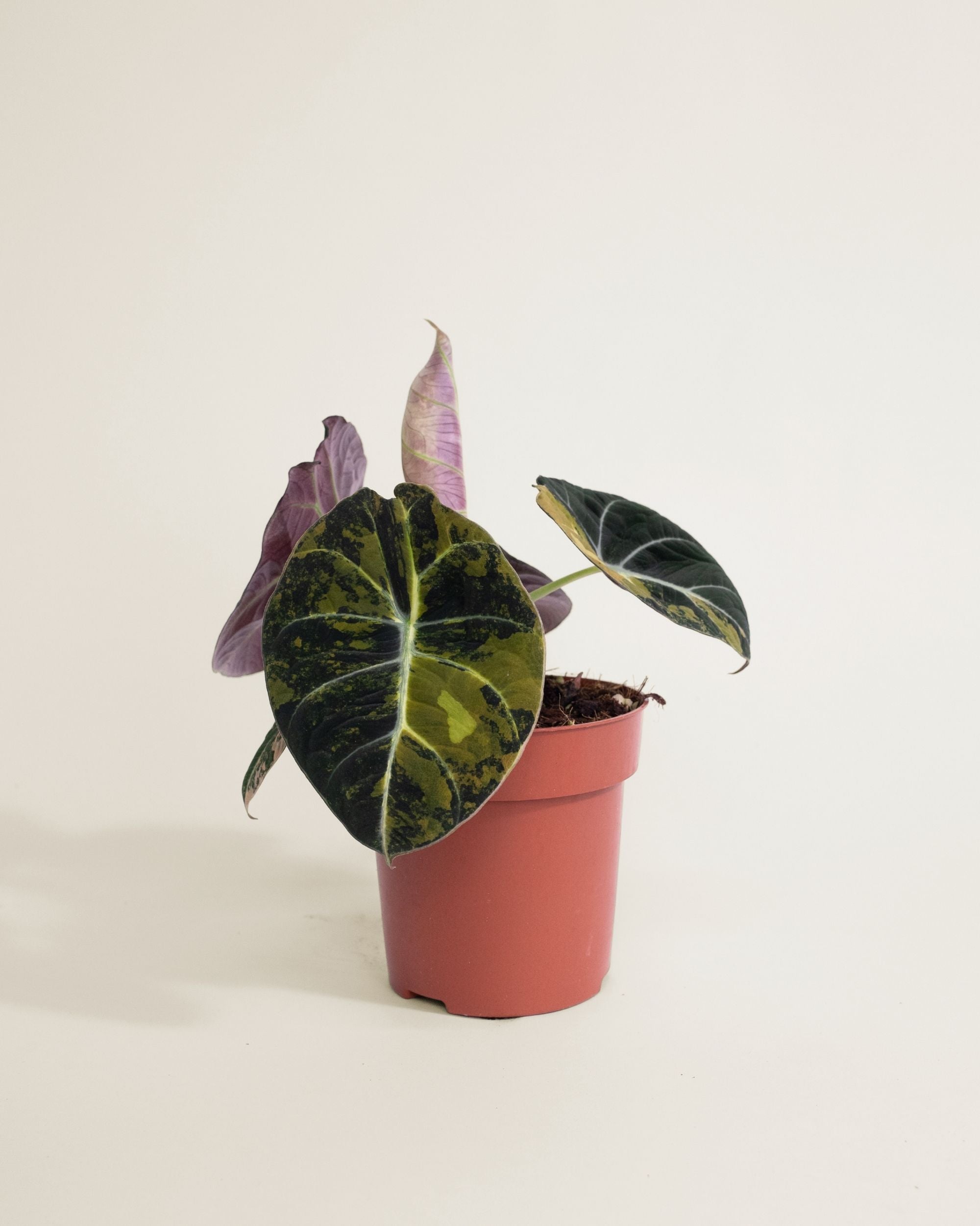 Alocasia Black Velvet Aurea