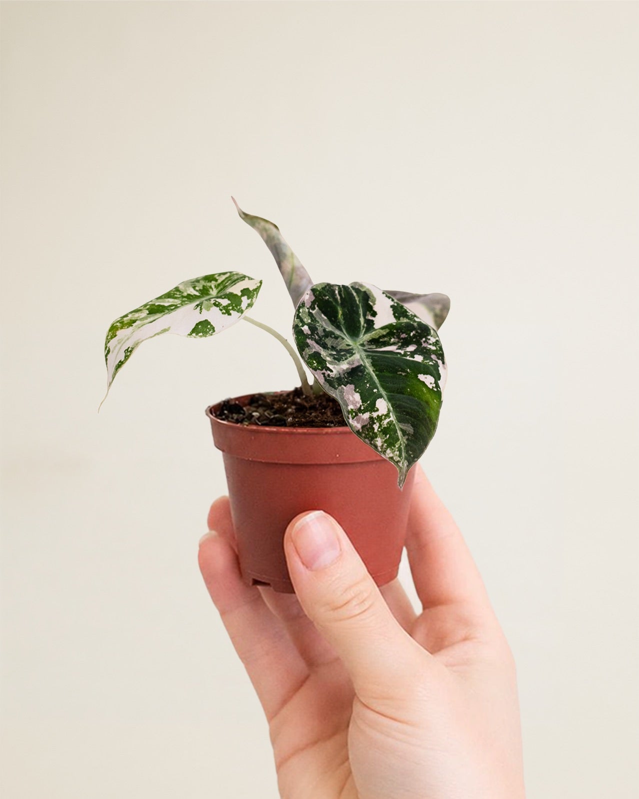 Alocasia Black Velvet Pink