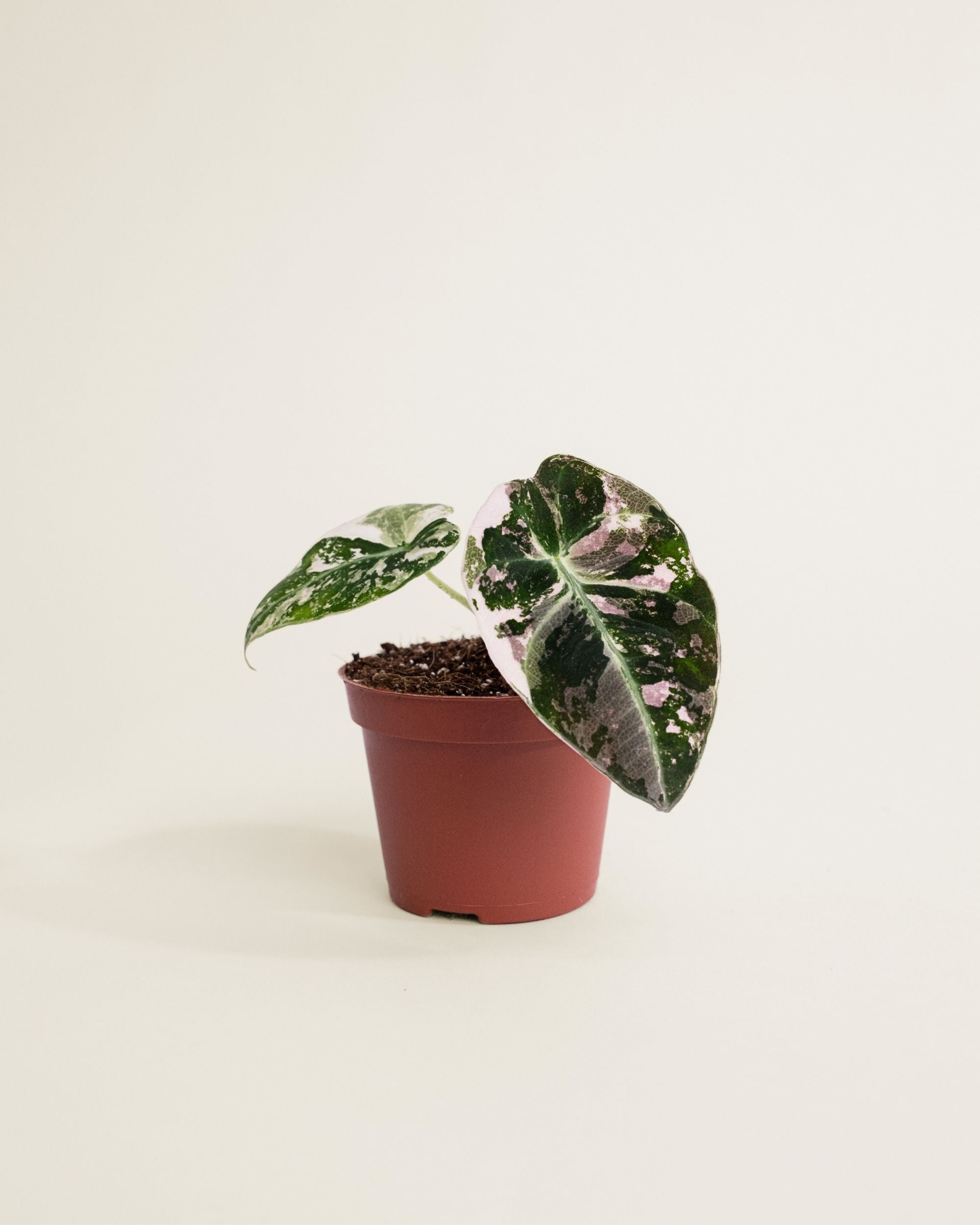 Alocasia Black Velvet Pink