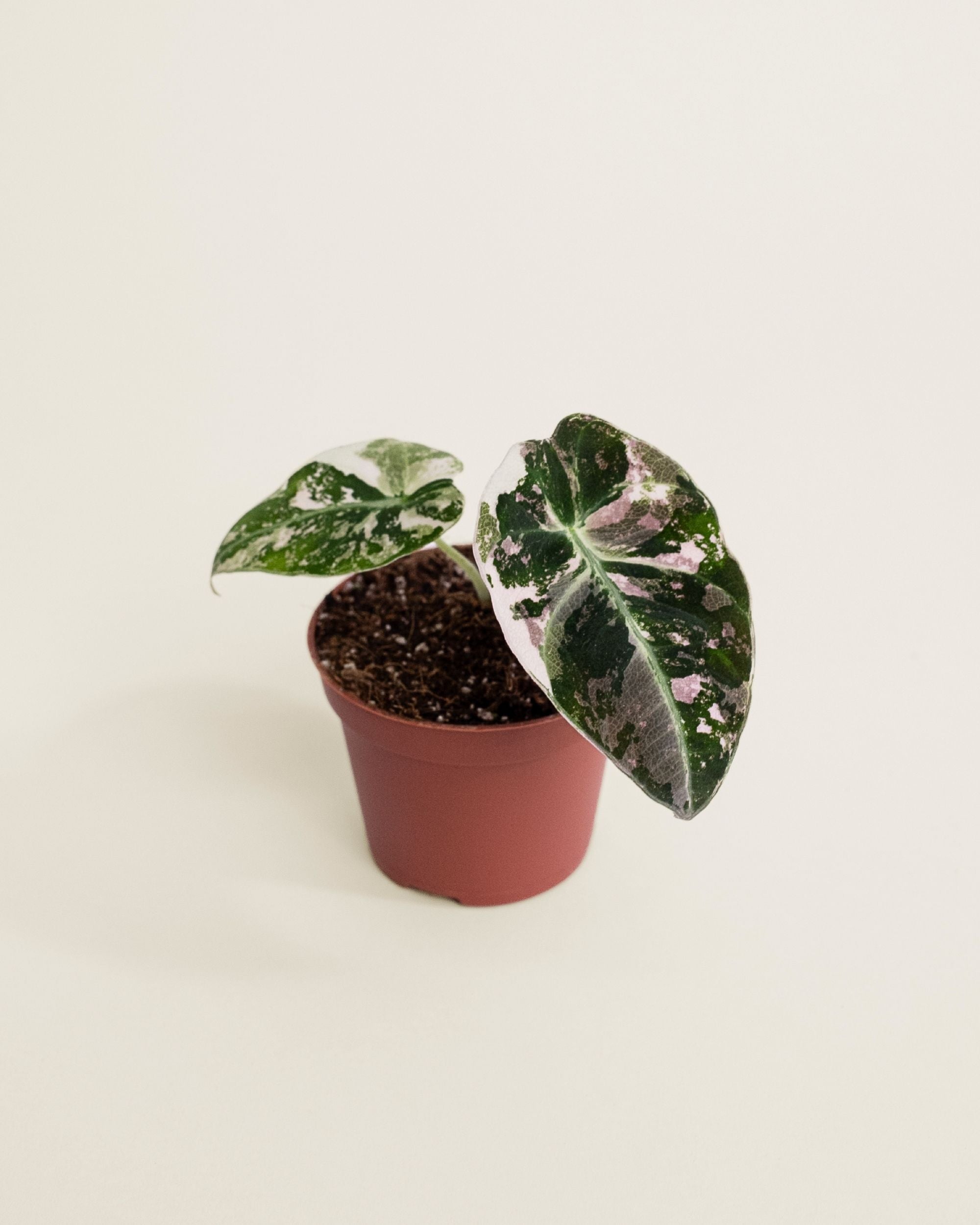 Alocasia Black Velvet Pink