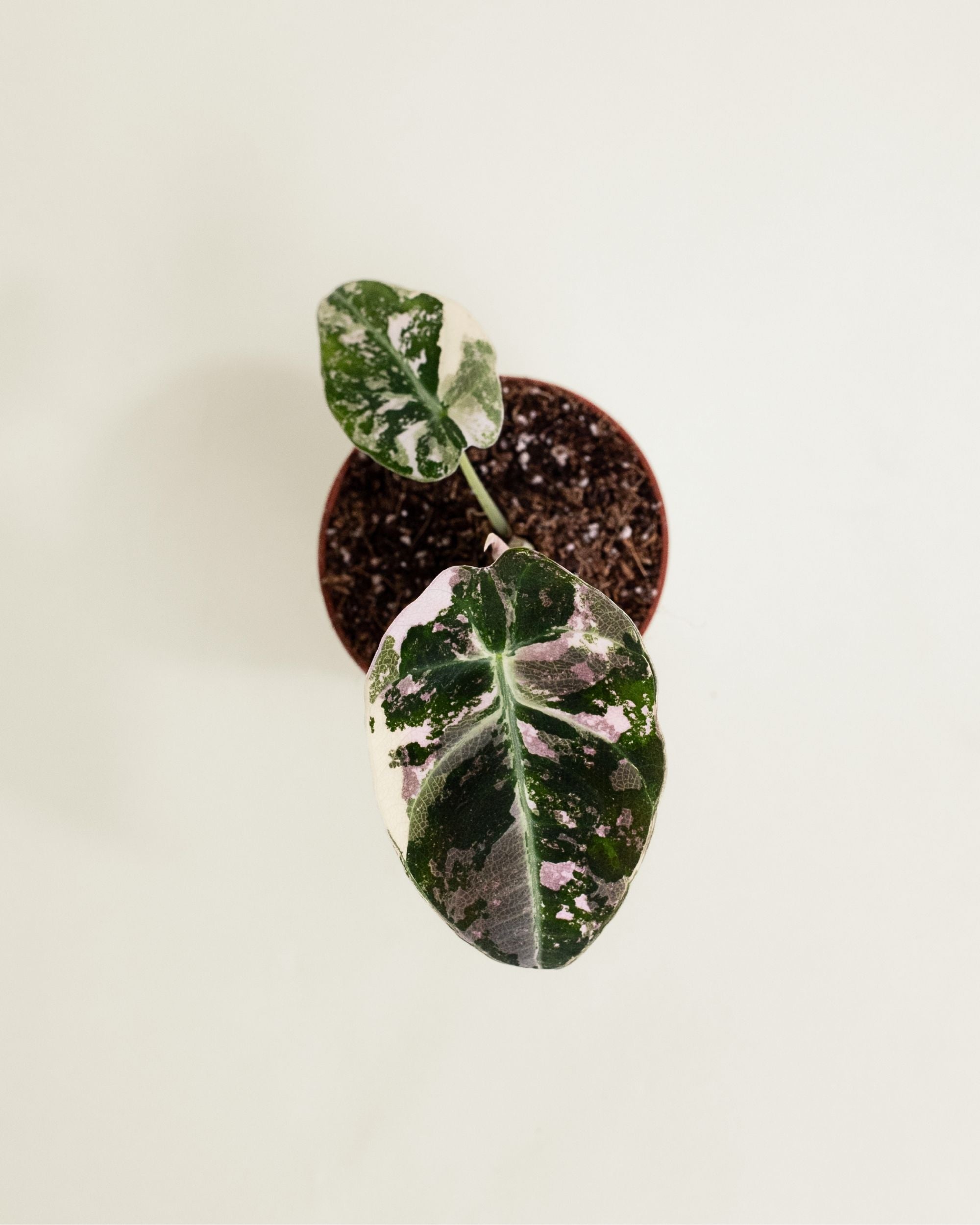 Alocasia Black Velvet Pink