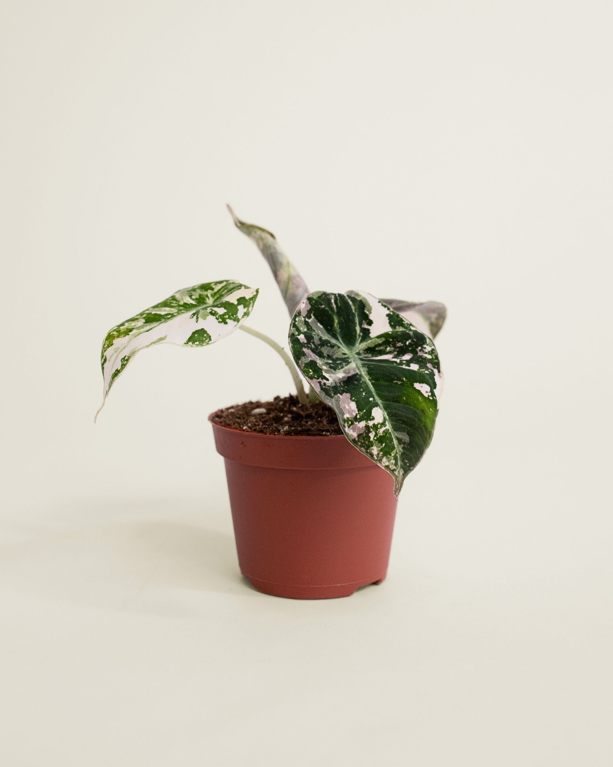 Alocasia Black Velvet Pink