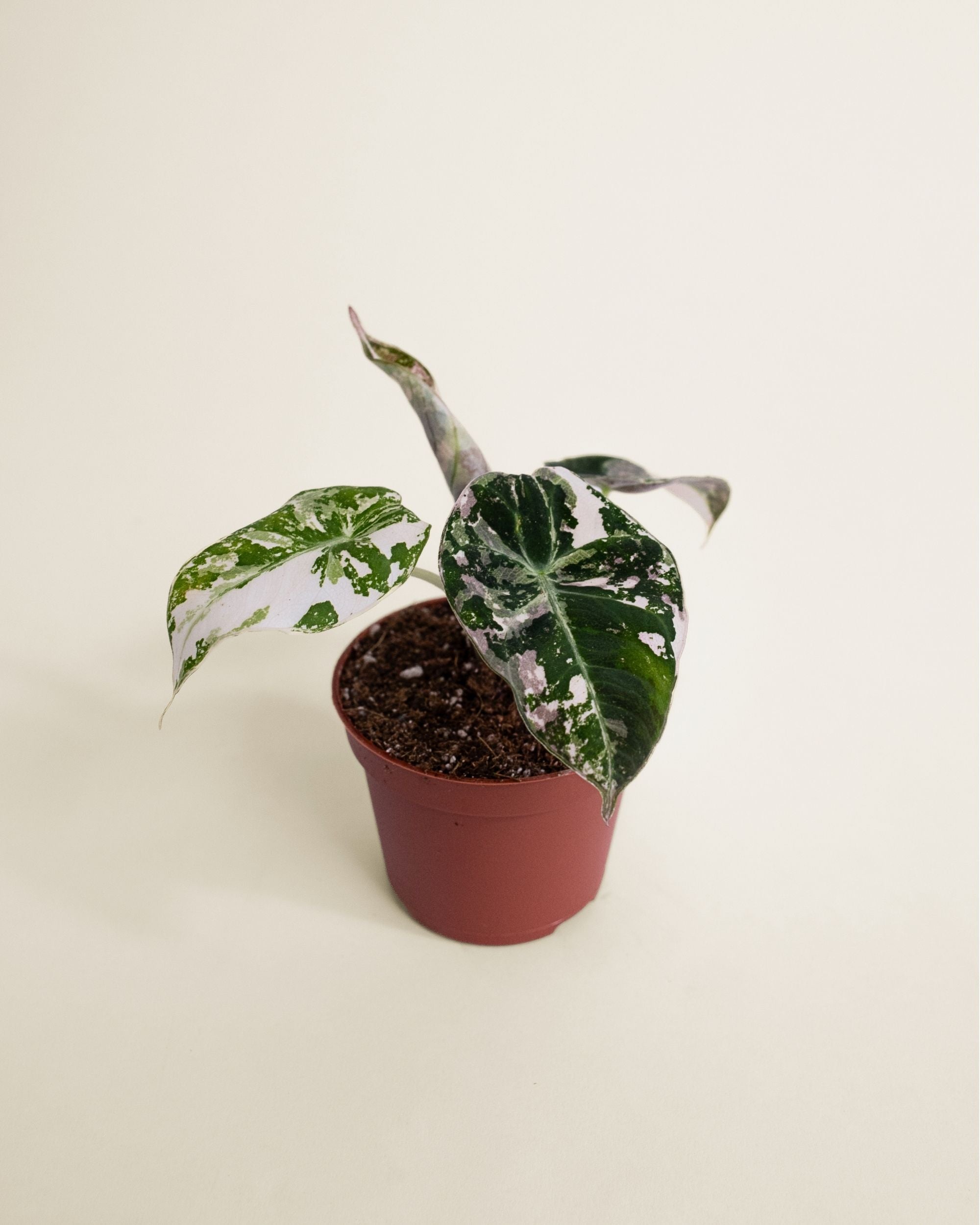 Alocasia Black Velvet Pink