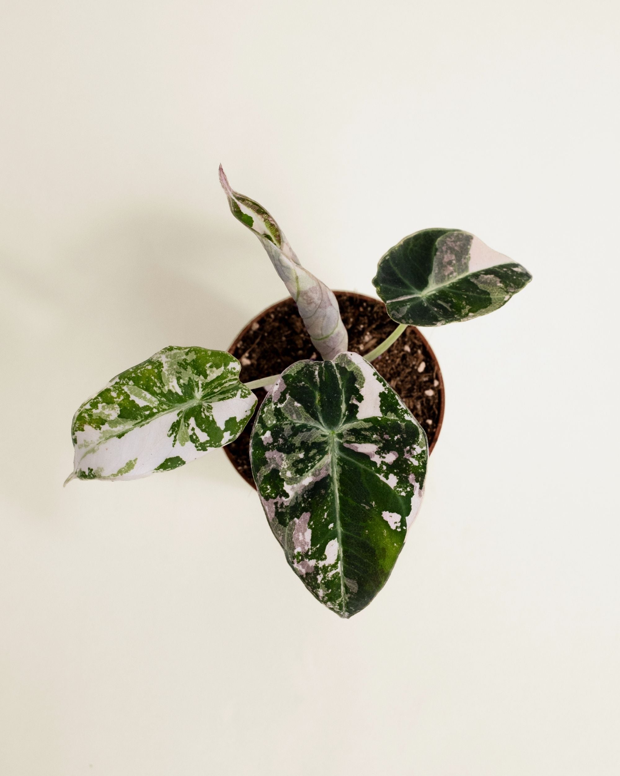 Alocasia Black Velvet Pink