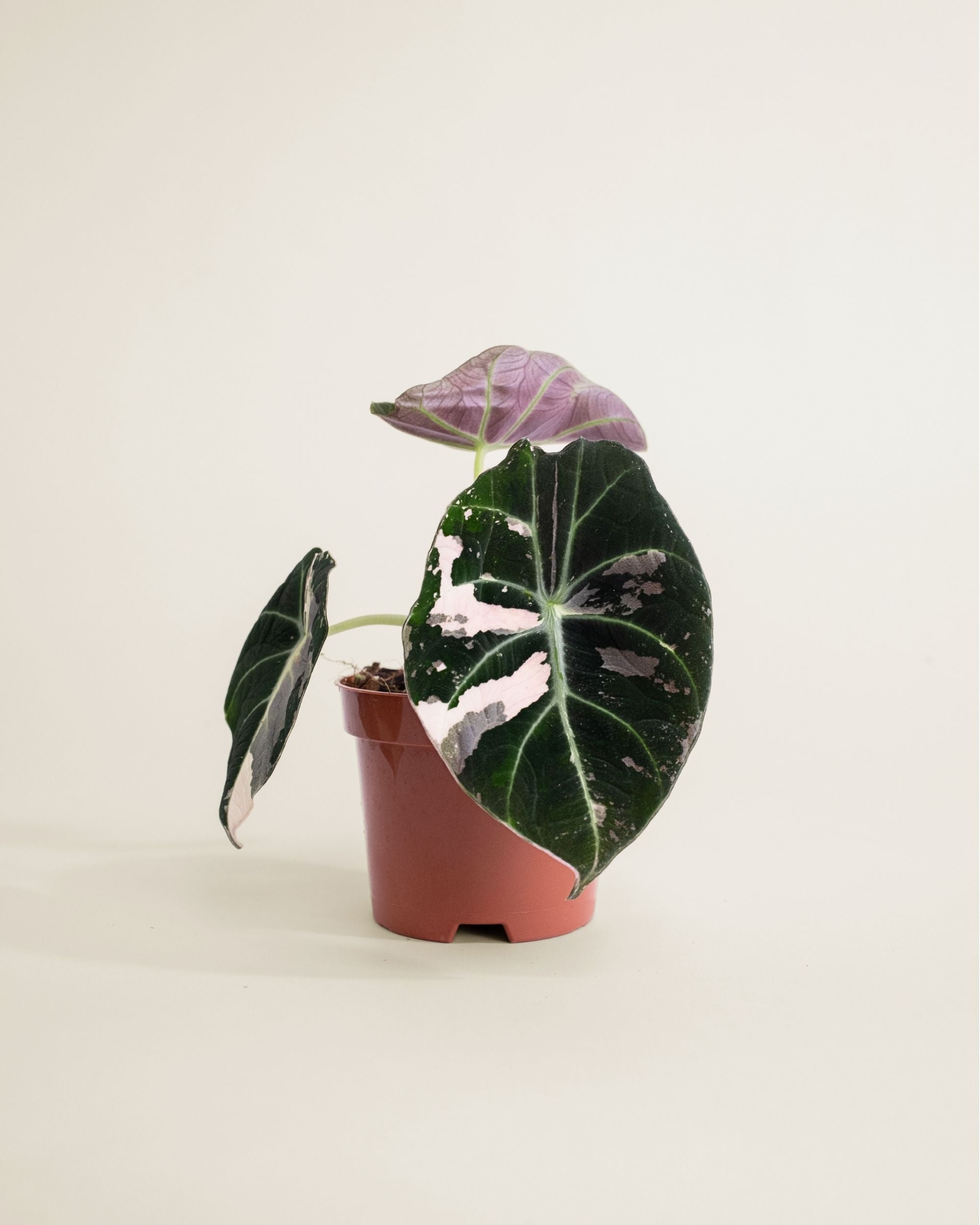 Alocasia Black Velvet Pink