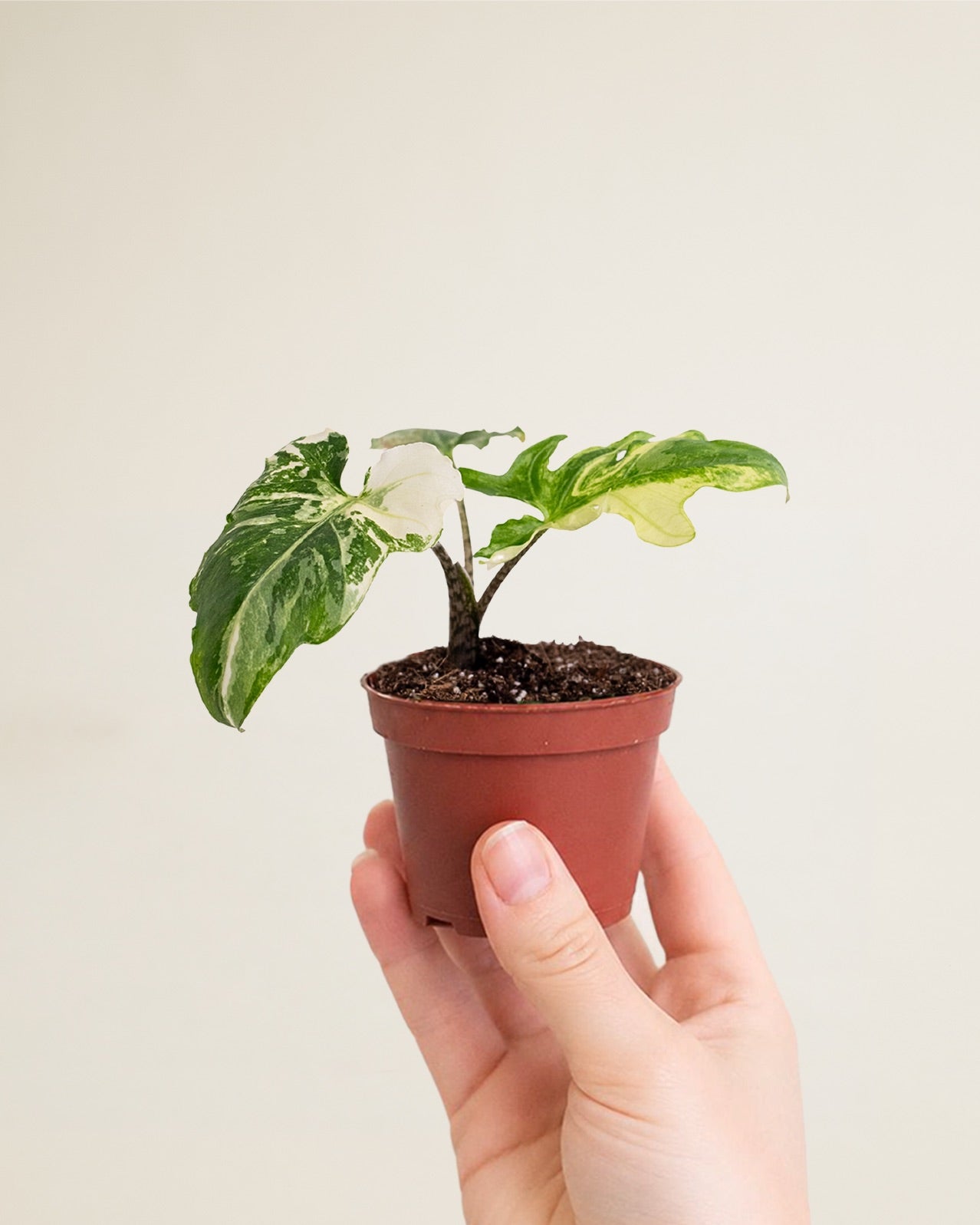 Alocasia Brancifolia Albo