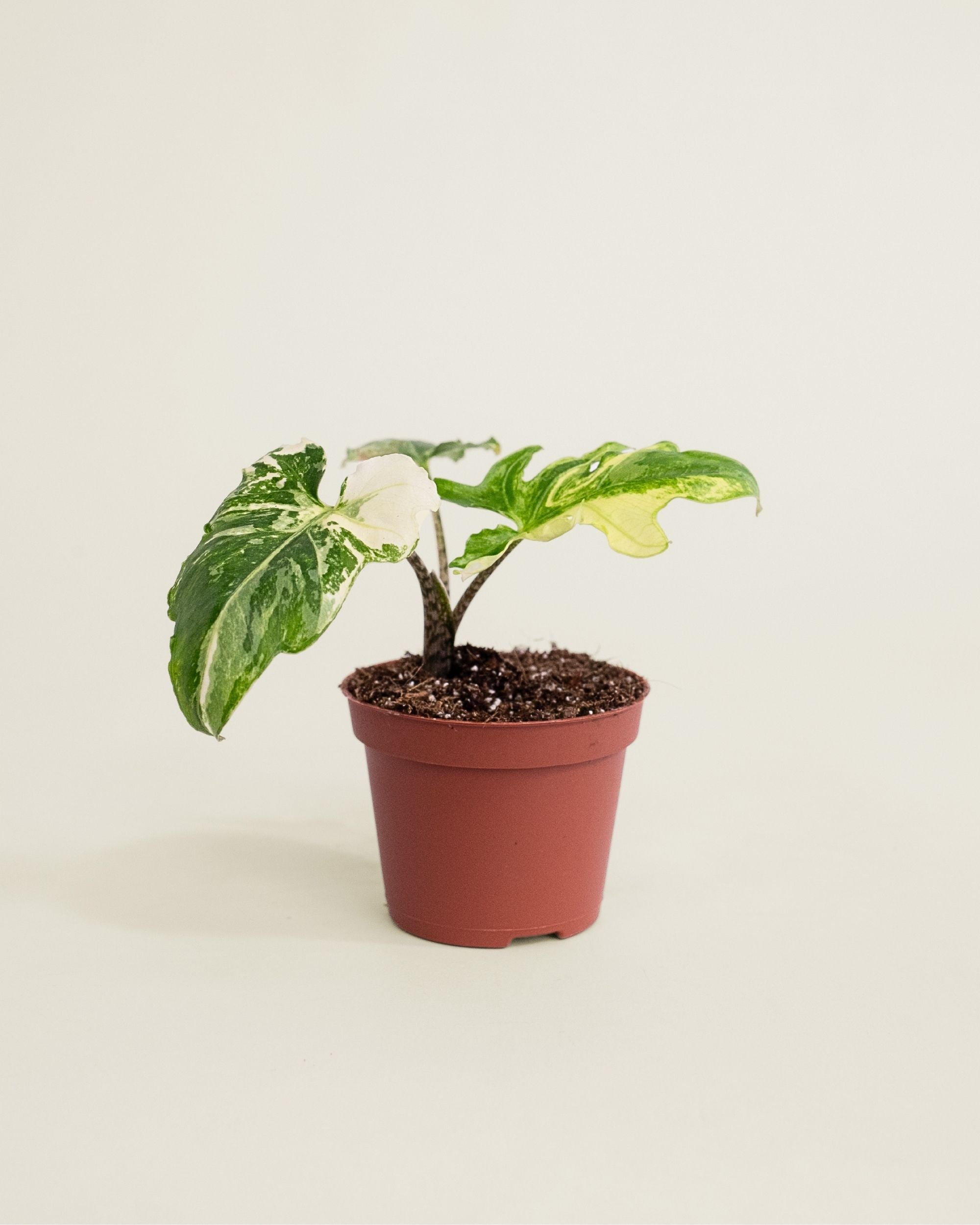 Alocasia Brancifolia Albo