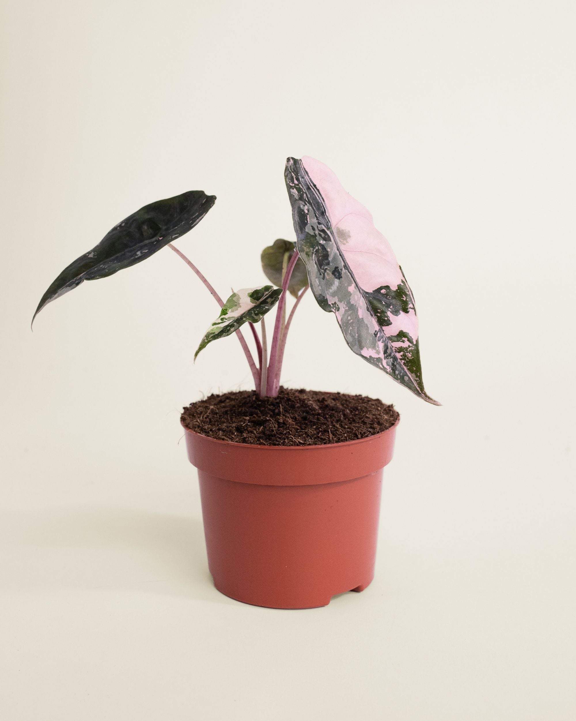 Alocasia Chantrieri Pink