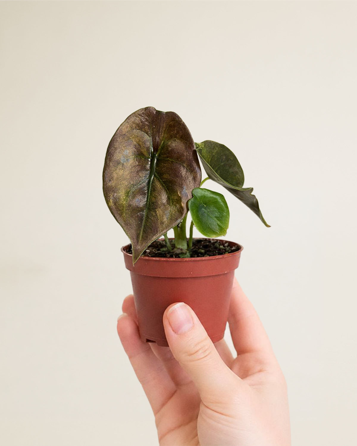 Alocasia Cuprea Mint