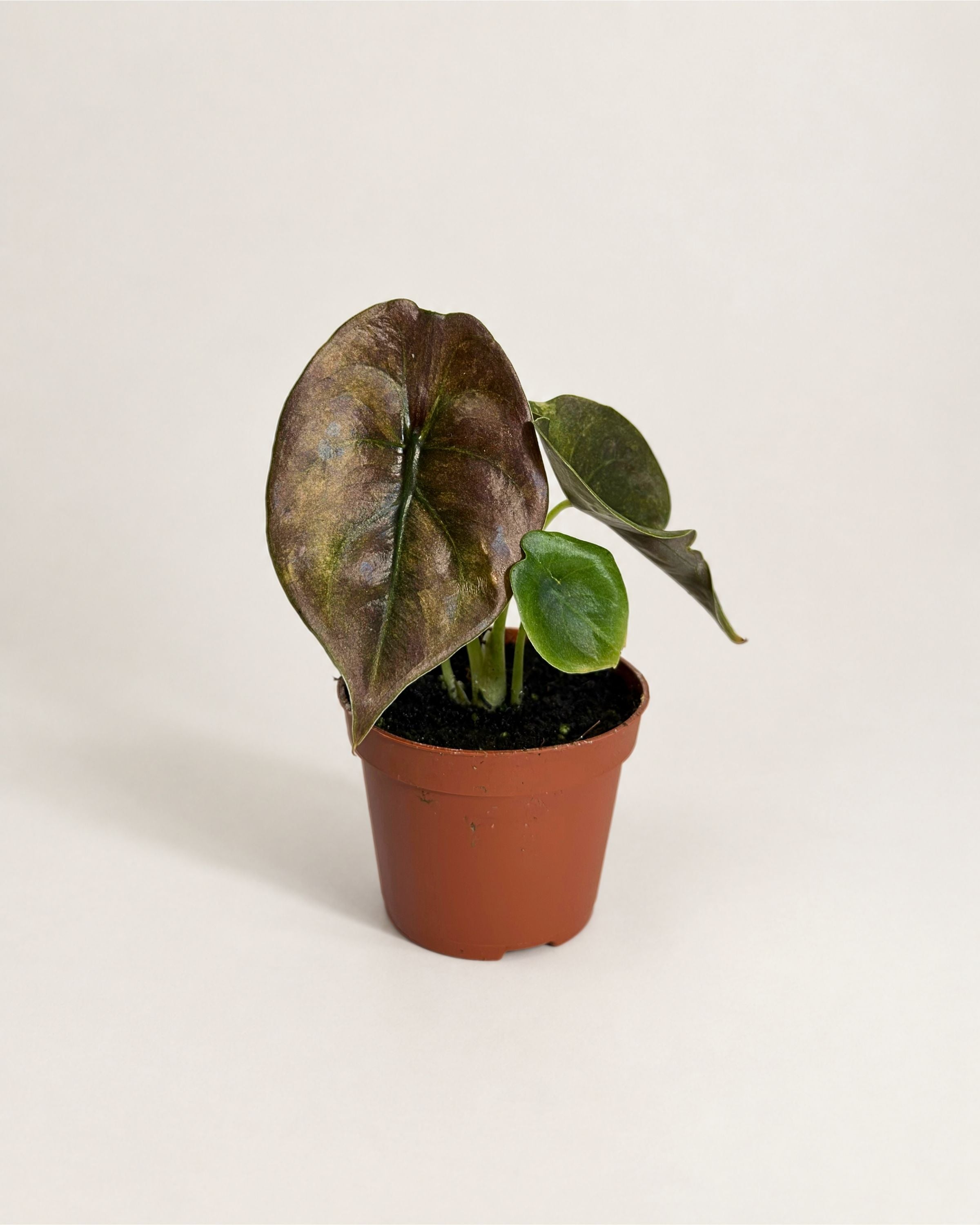 Alocasia Cuprea Mint 2本 Alocasia Cuprea Mint | Pink Variegated Alocasia
