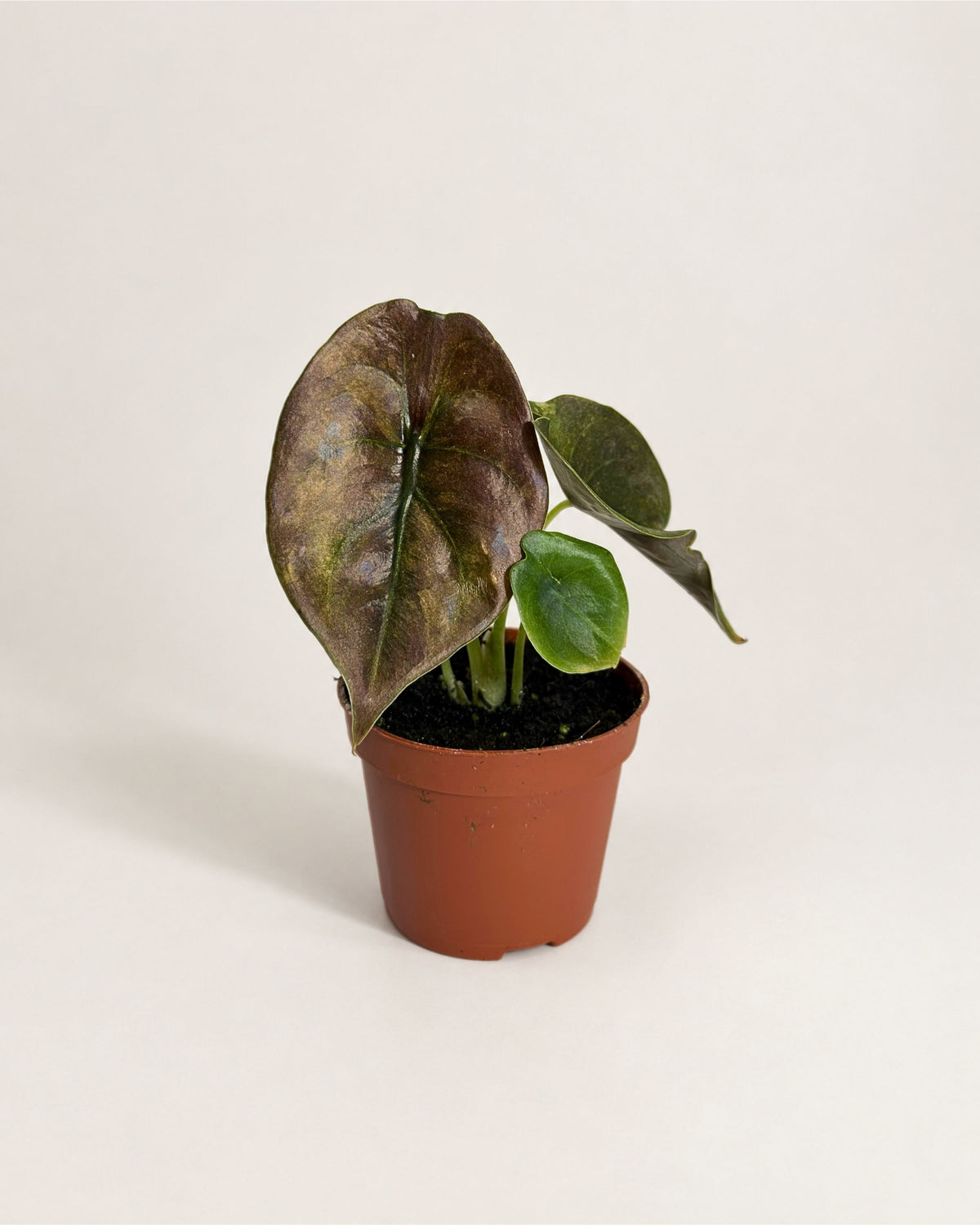 Alocasia Cuprea Mint