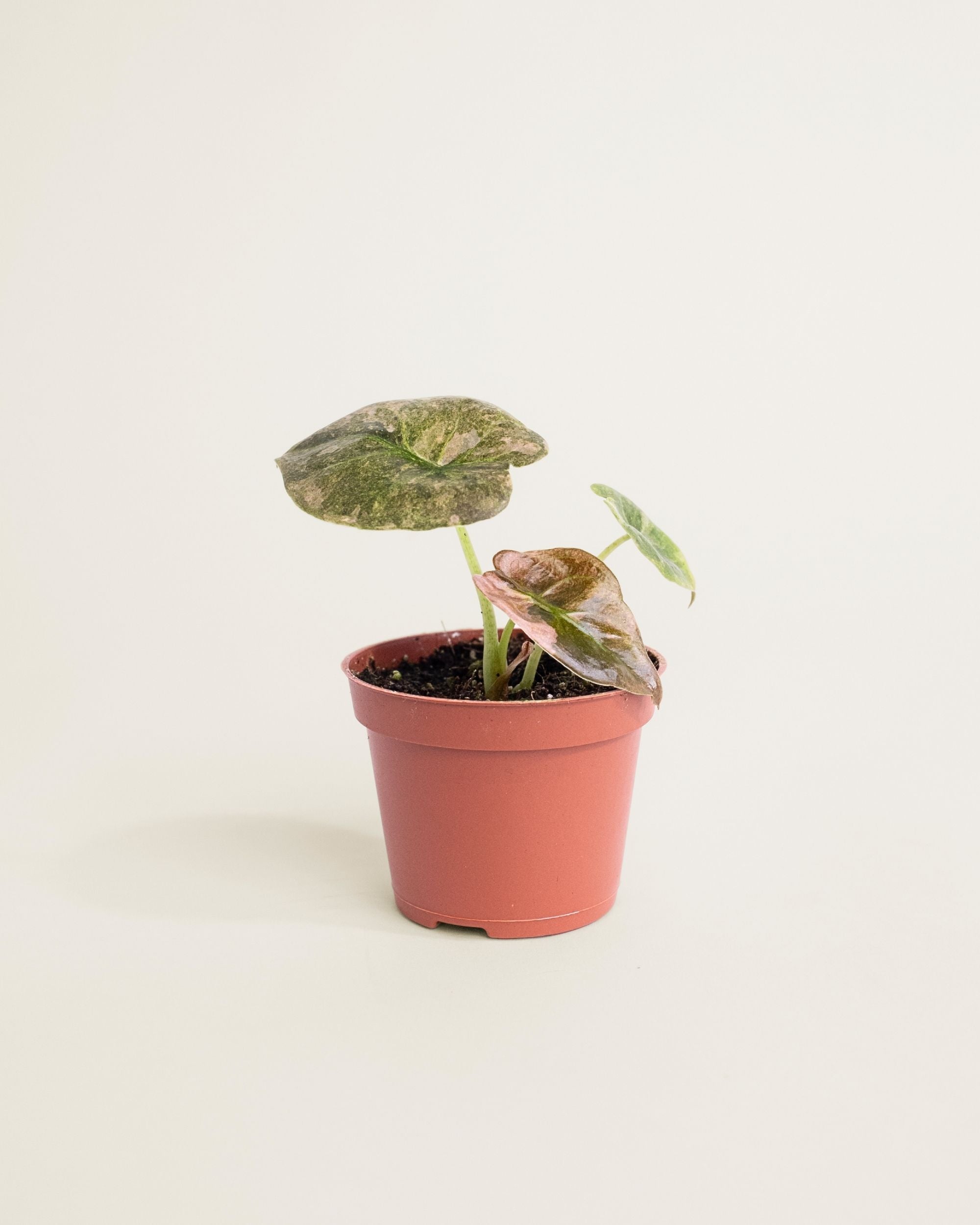 Alocasia Cuprea Pink Mint
