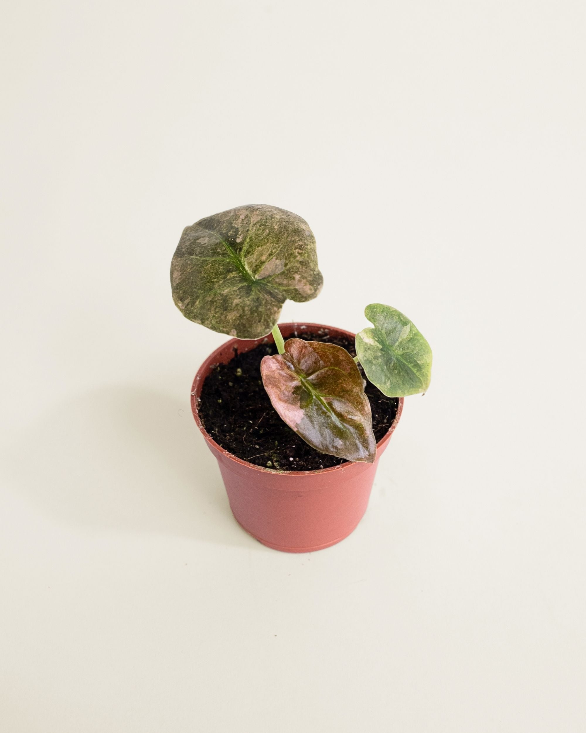 Alocasia Cuprea Pink Mint