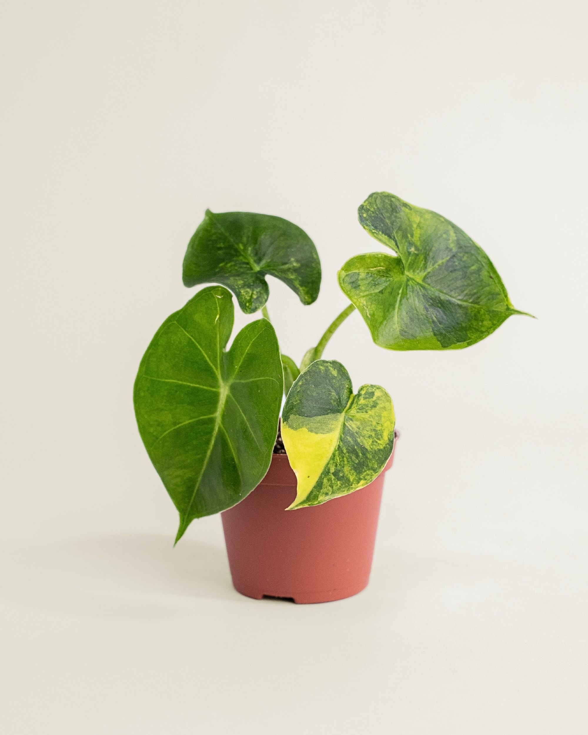 Alocasia Frydek Dorayaki Aurea