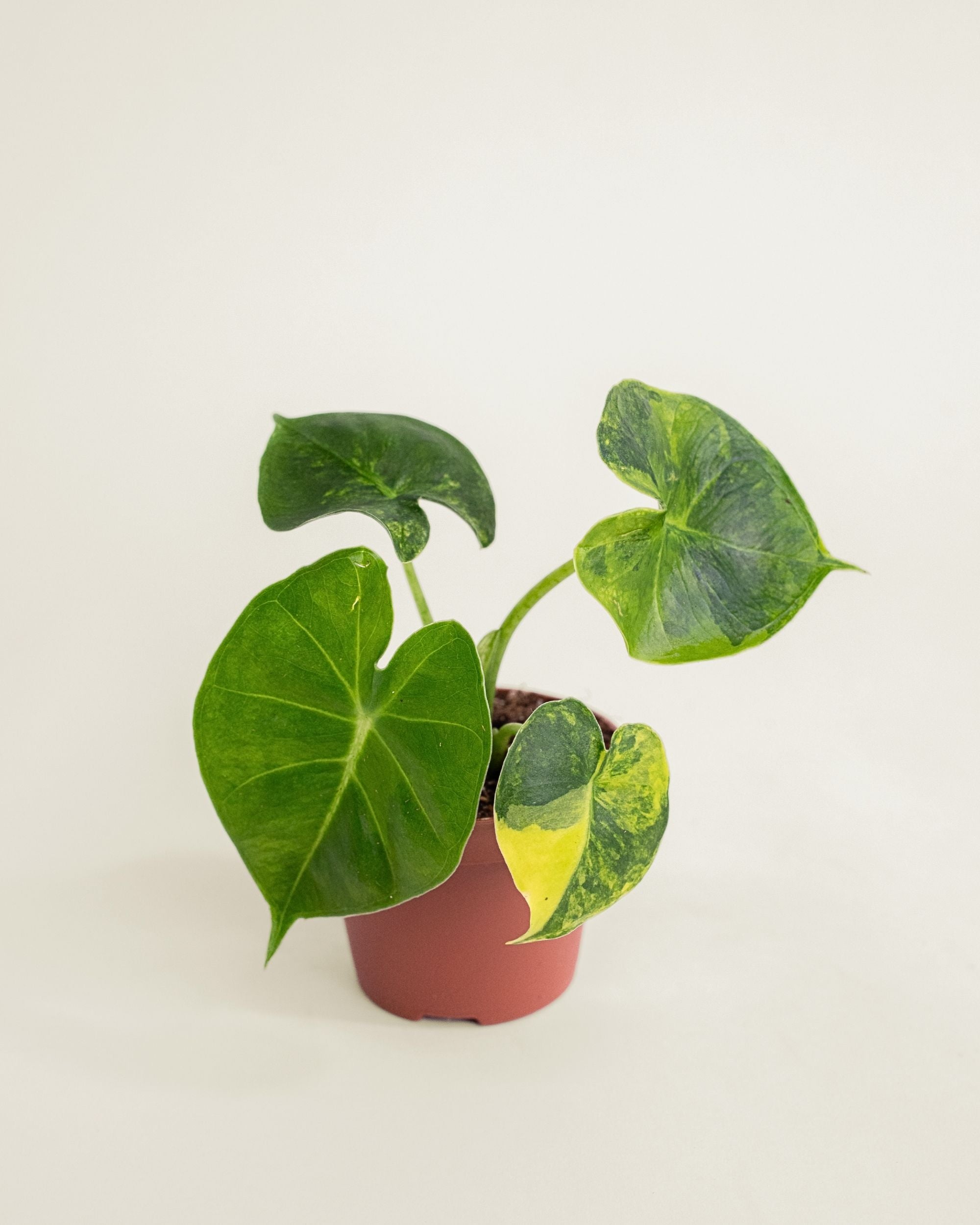 Alocasia Frydek Dorayaki Aurea