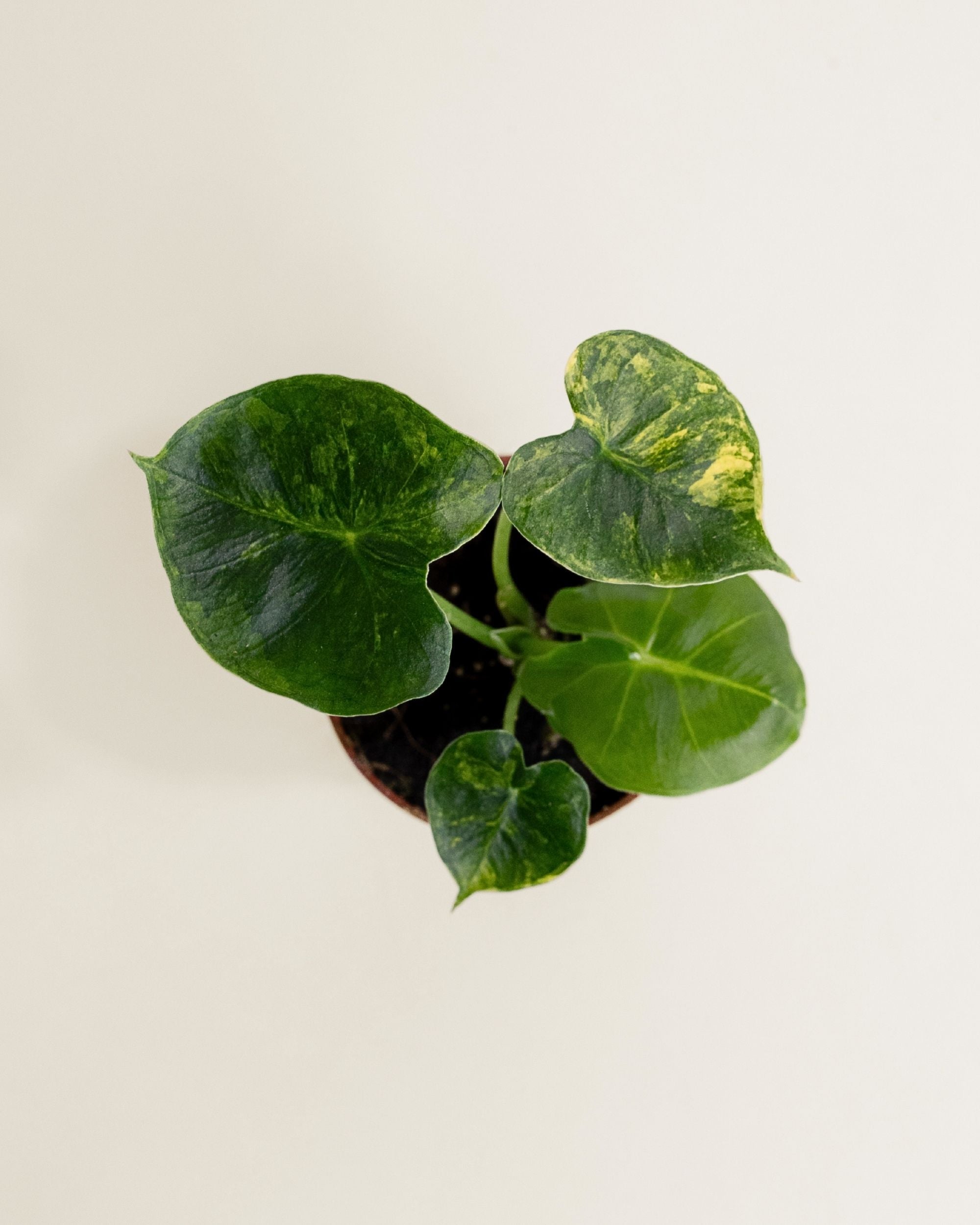 Alocasia Frydek Dorayaki Aurea