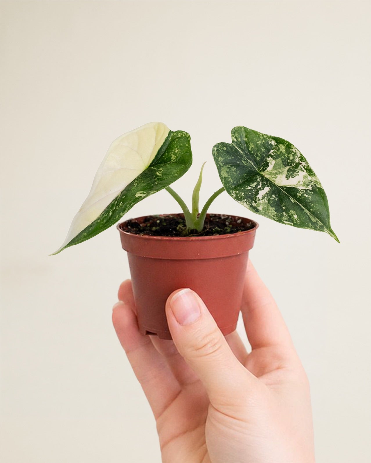 Alocasia Dragon Scale Albo
