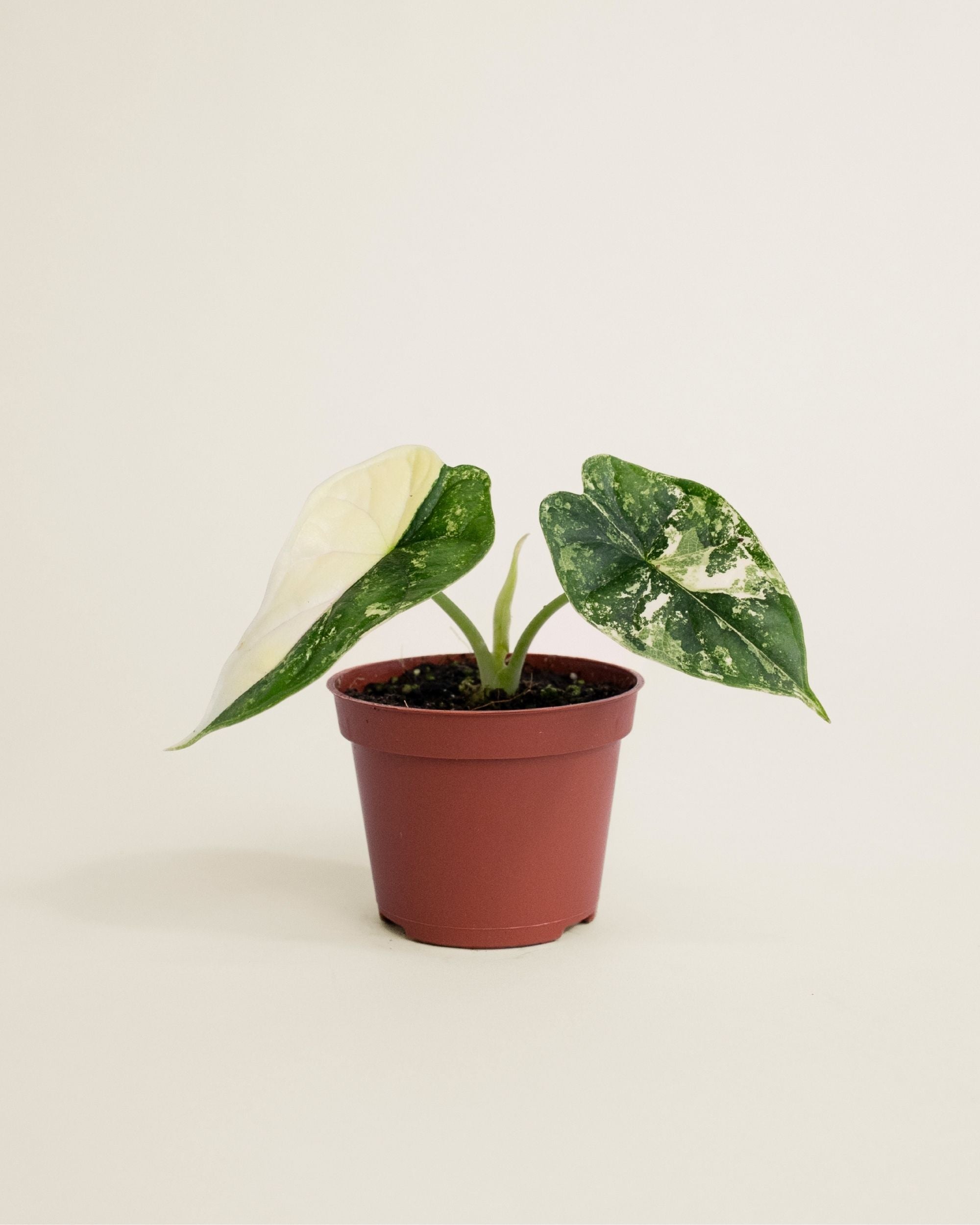 Alocasia Dragon Scale Albo