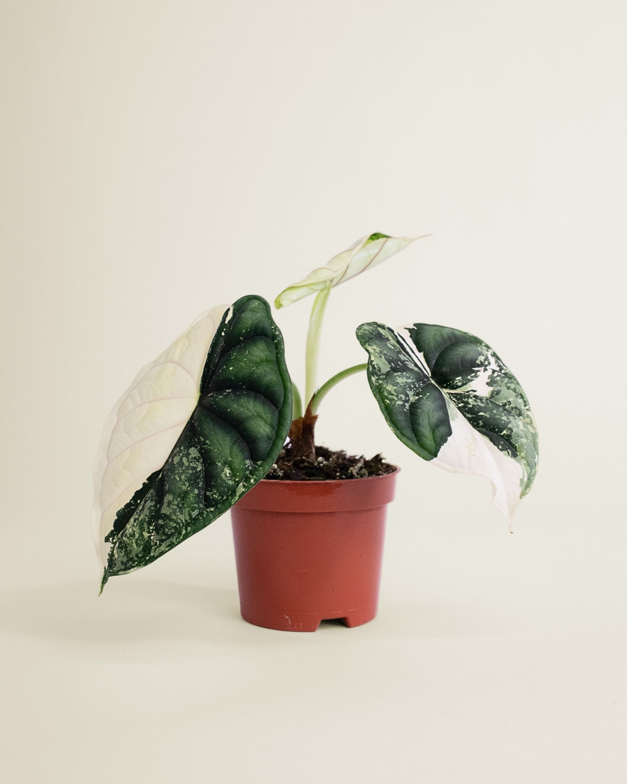 Alocasia Dragon Scale Albo
