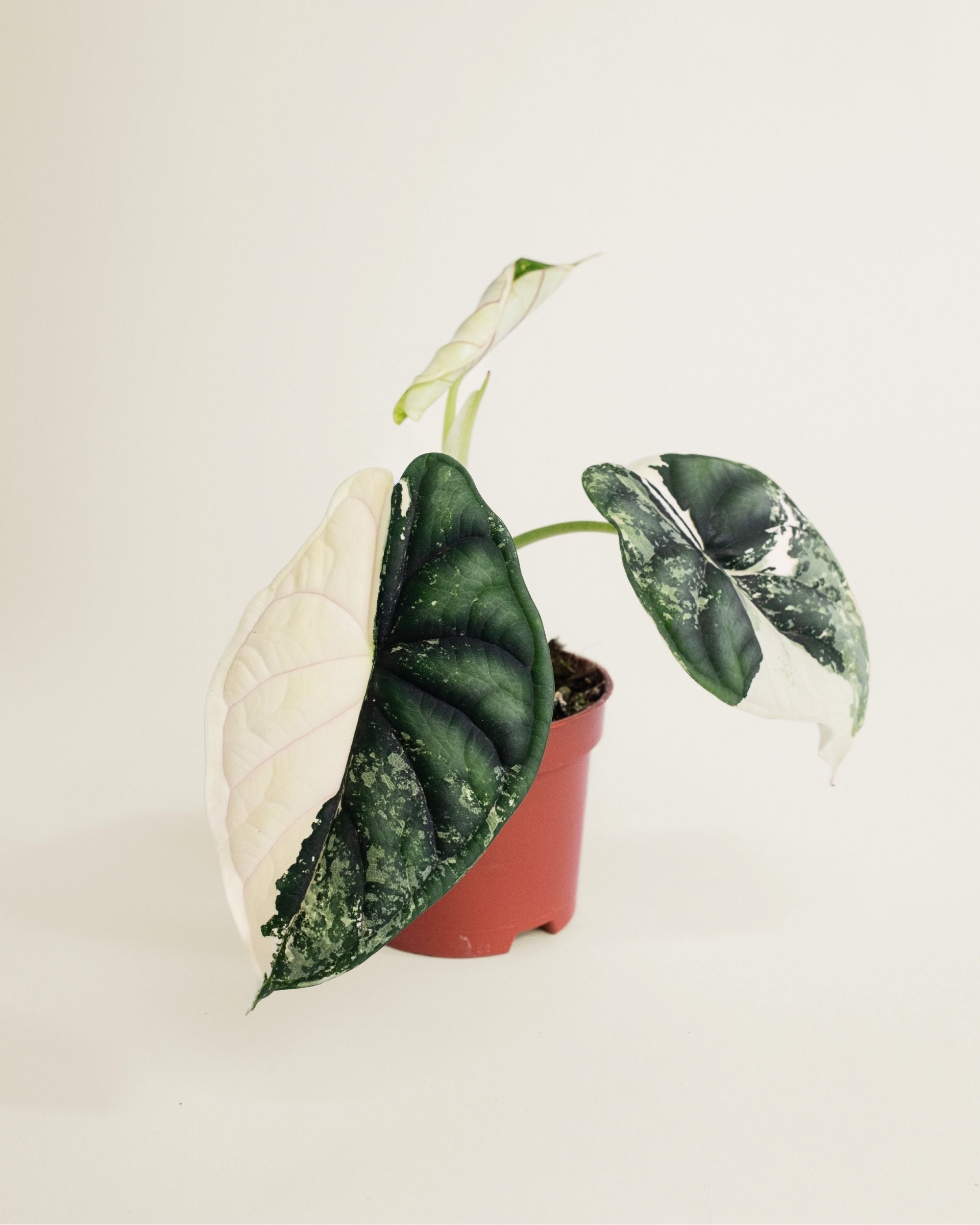 Alocasia Dragon Scale Albo