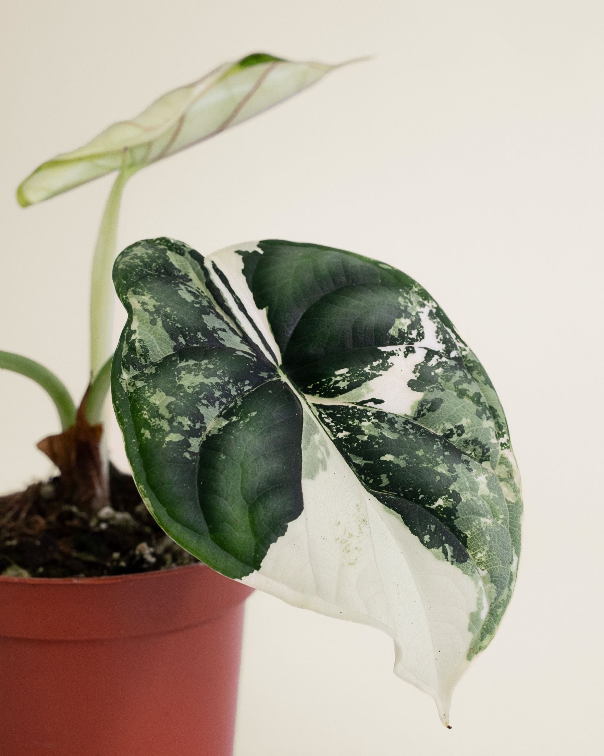 Alocasia Dragon Scale Albo