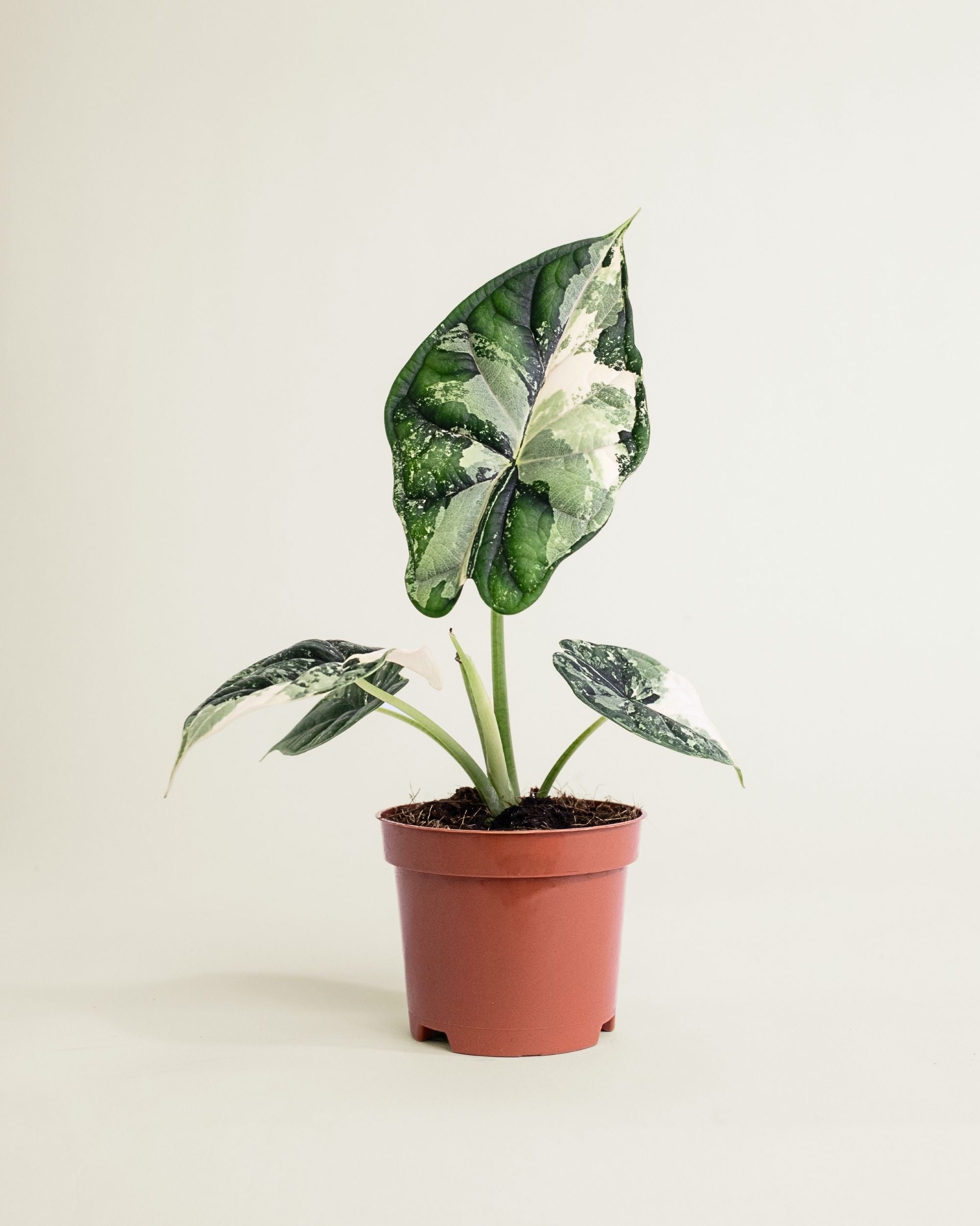 Alocasia Dragon Scale Albo