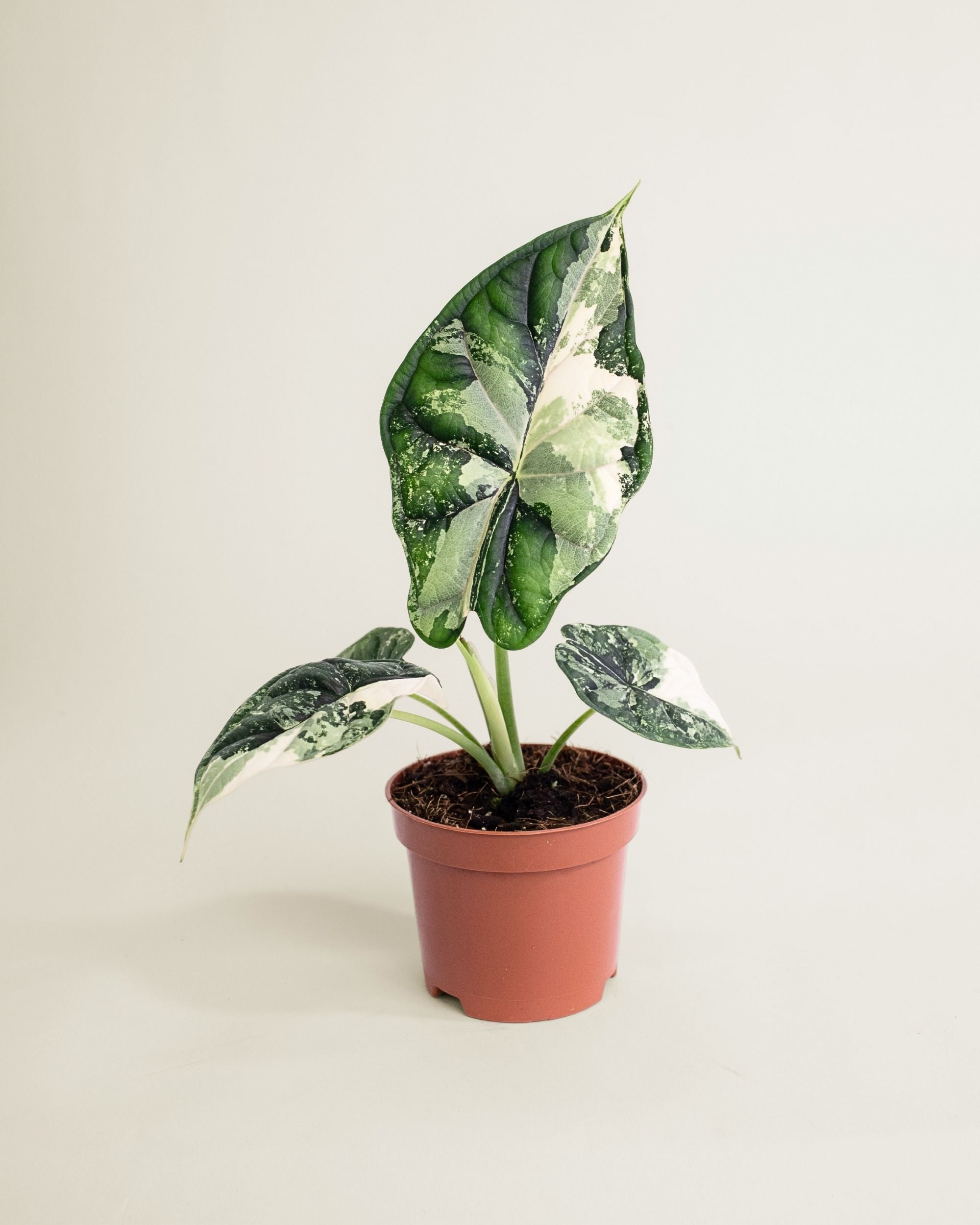 Alocasia Dragon Scale Albo