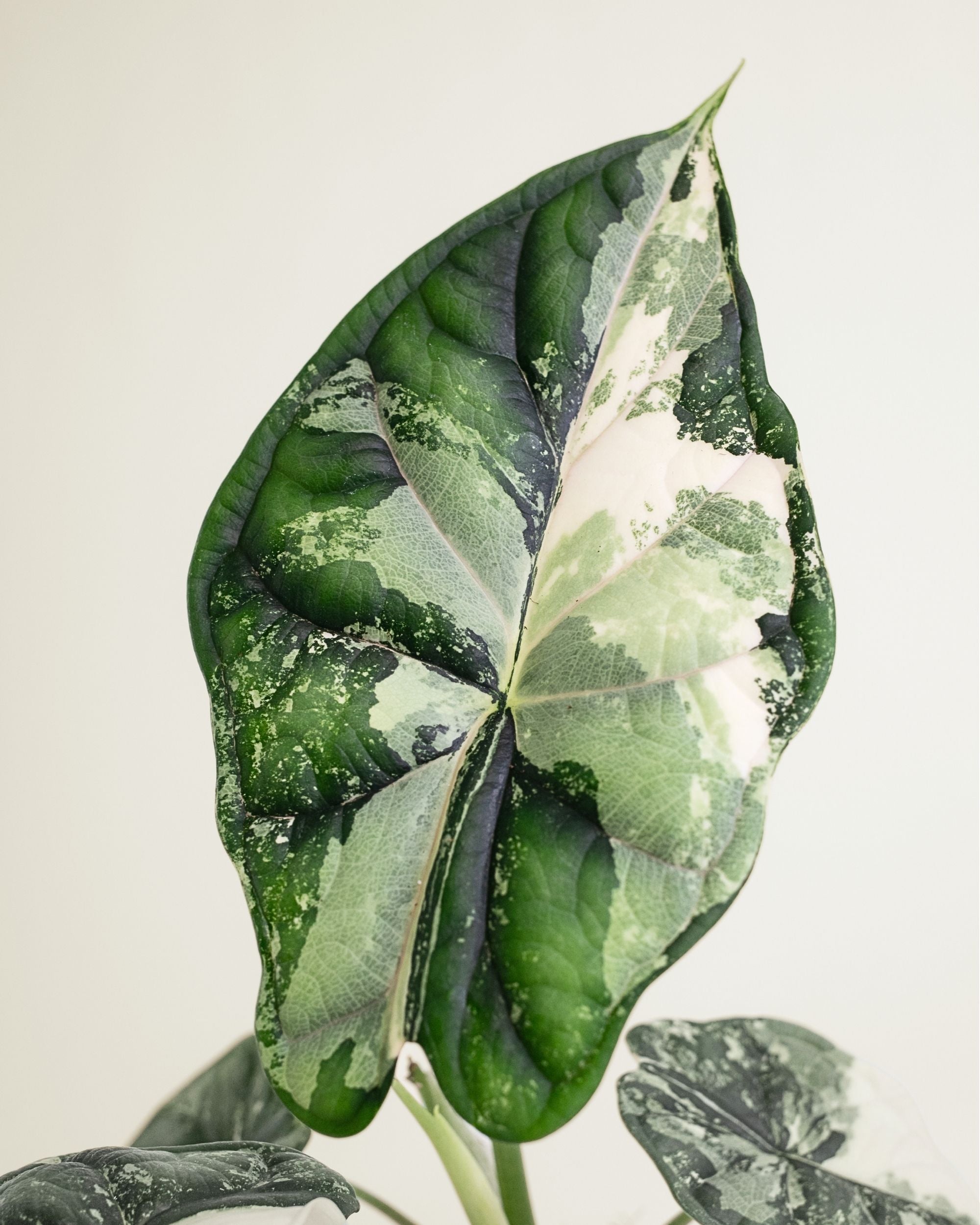 Alocasia Dragon Scale Albo