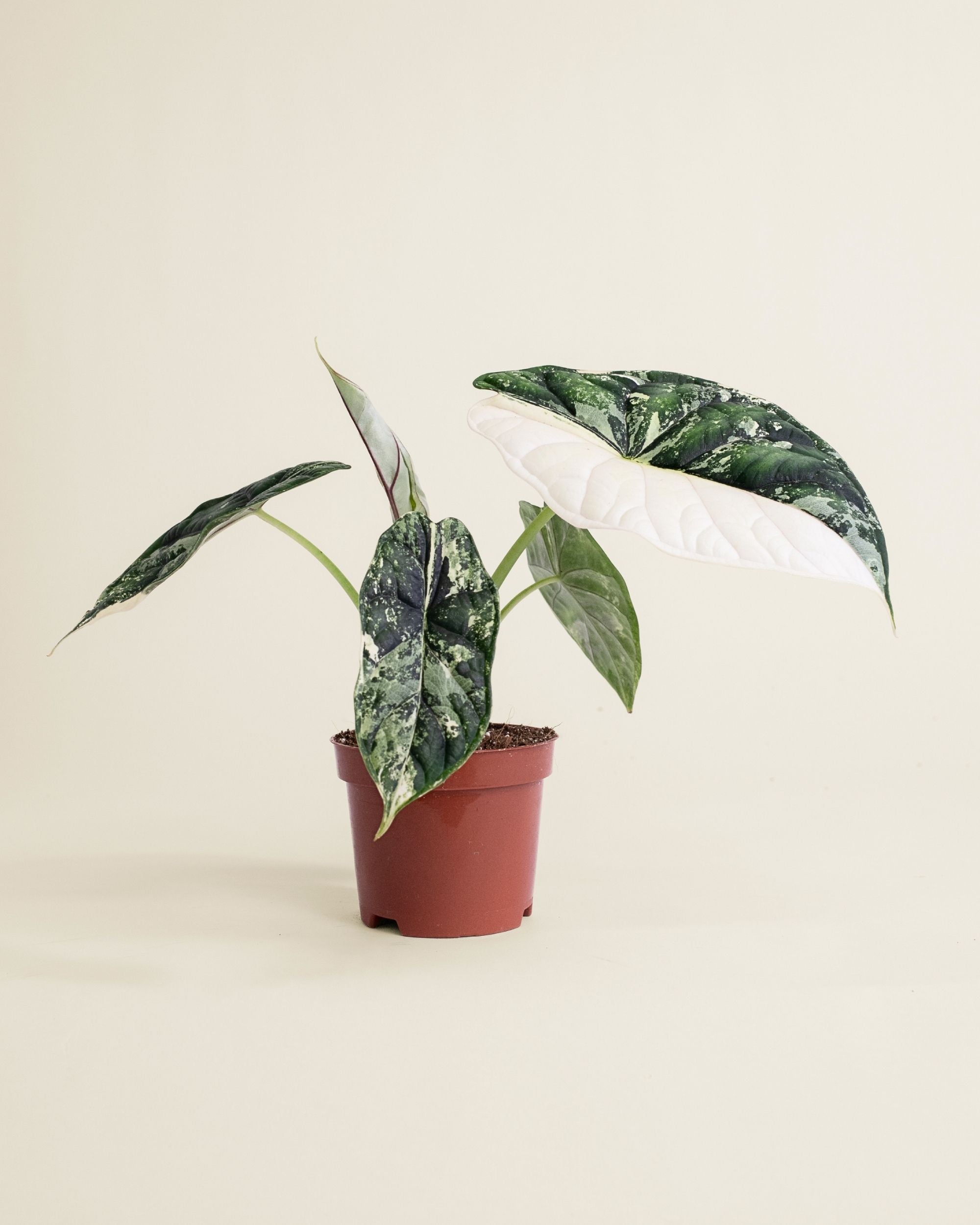 Alocasia Dragon Scale Albo