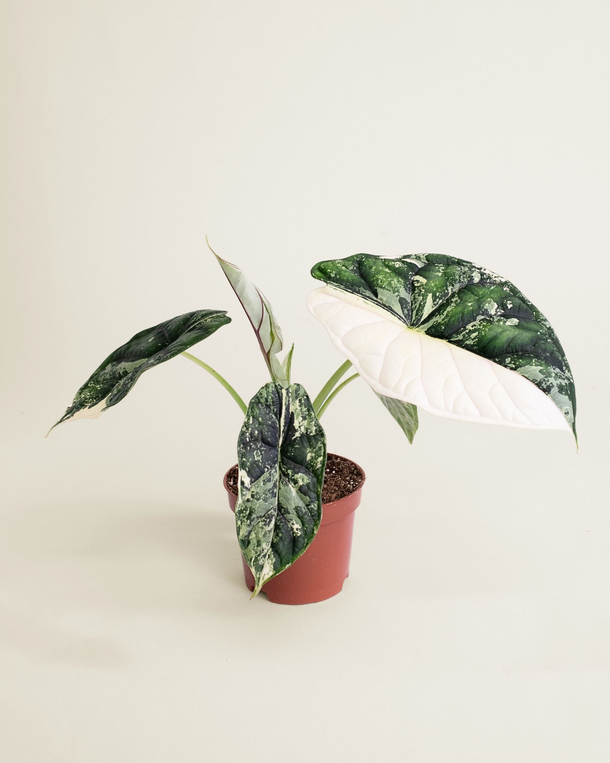 Alocasia Dragon Scale Albo