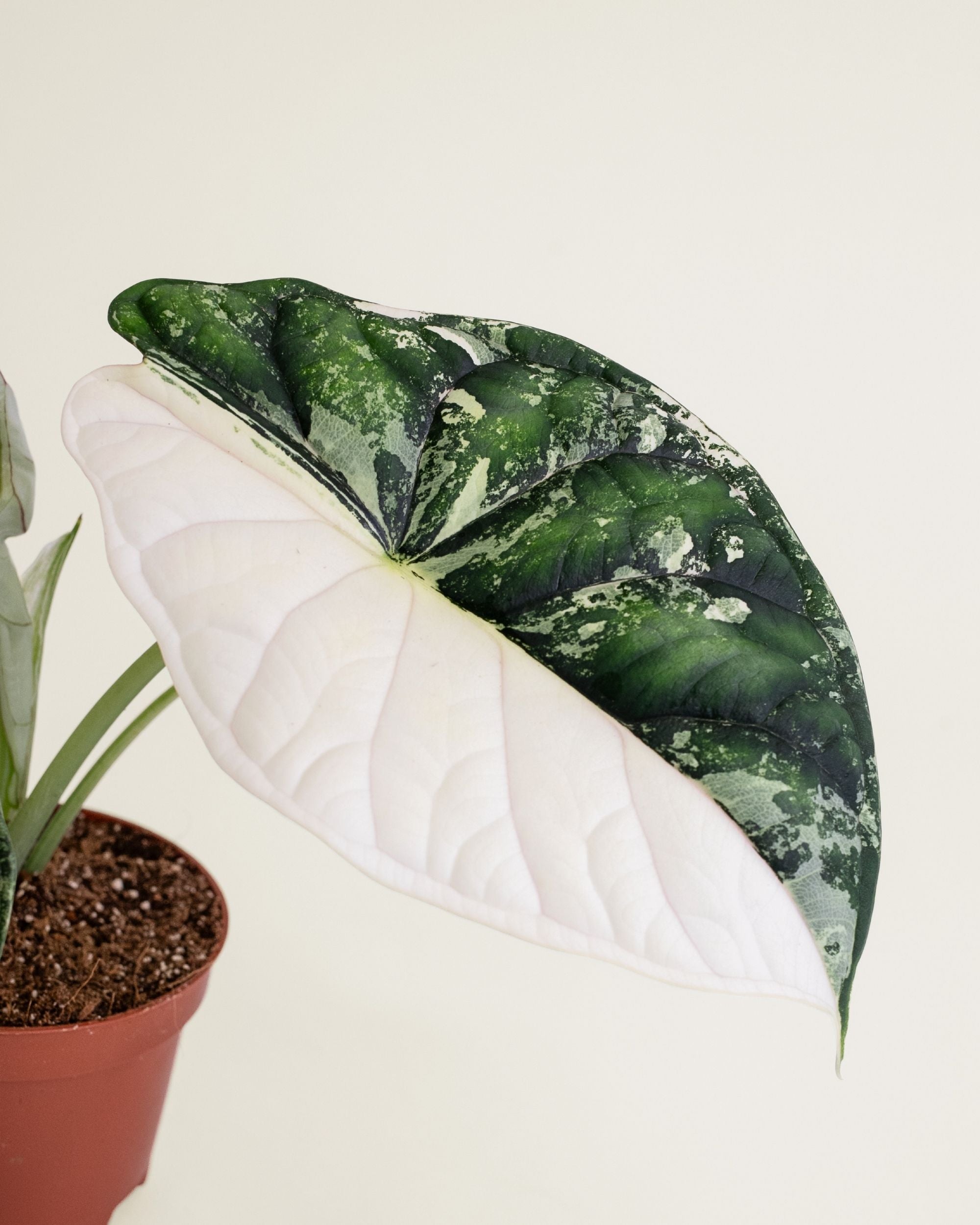 Alocasia Dragon Scale Albo