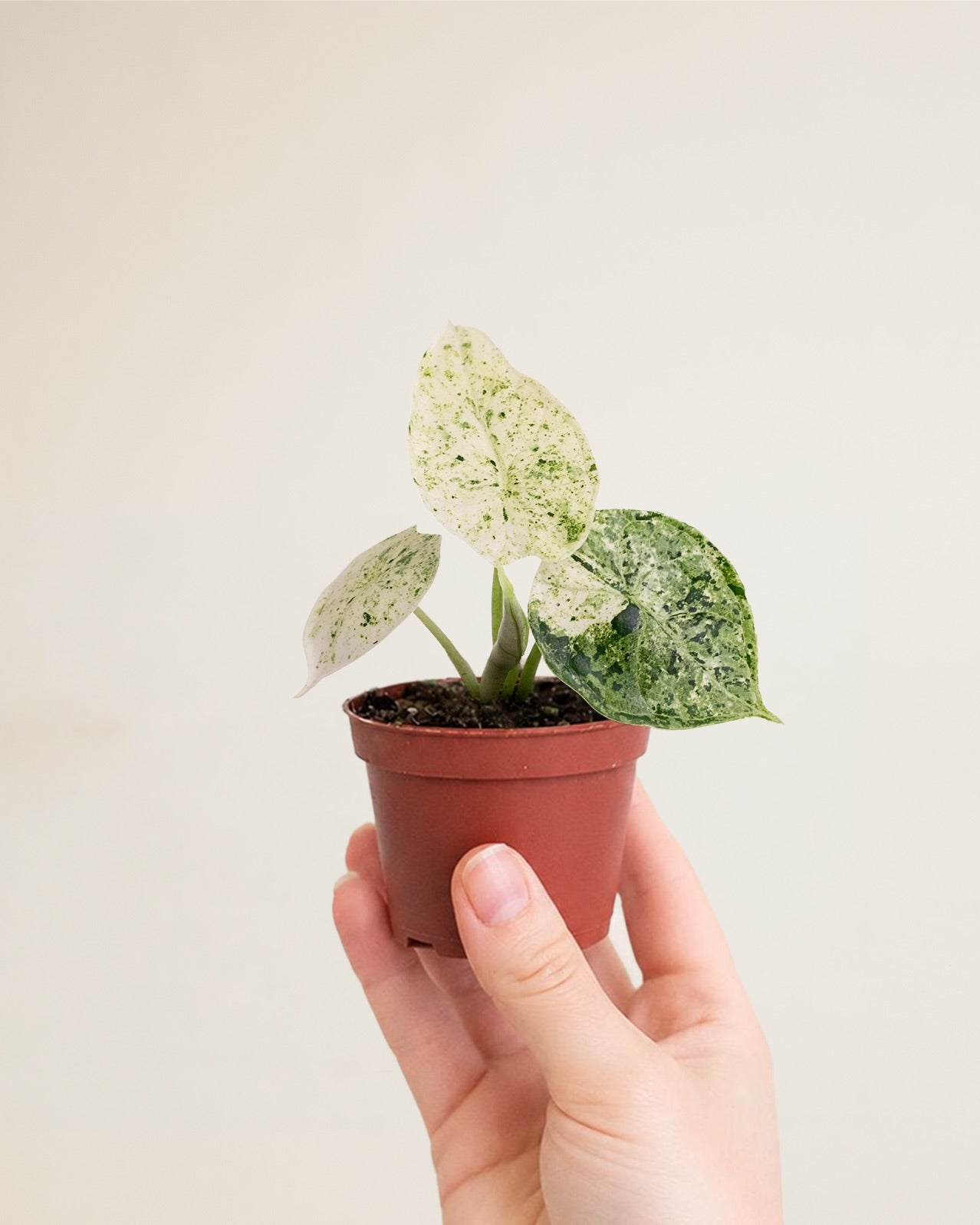 Alocasia Dragon Scale Mint